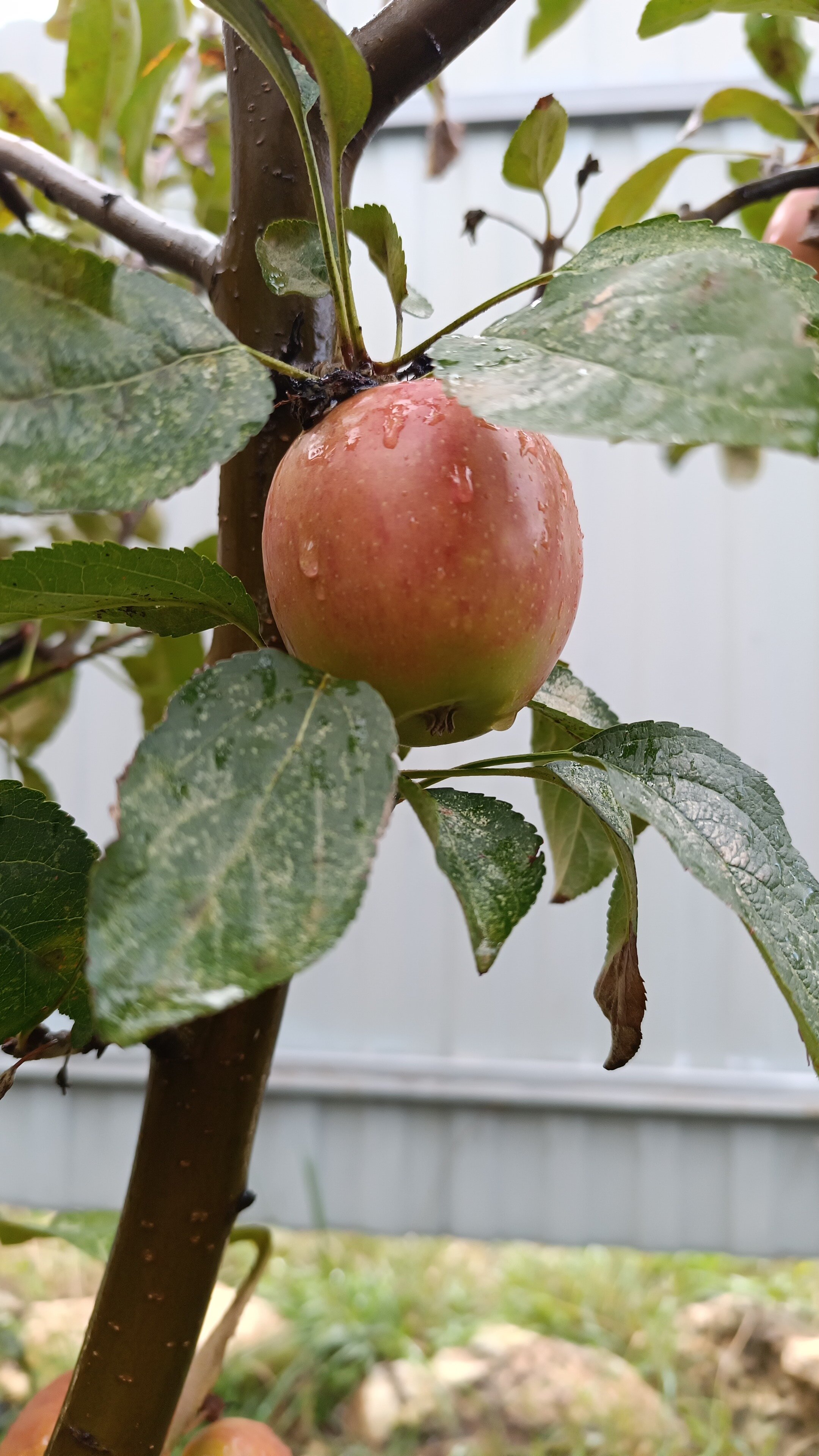 Фото Пилигрим