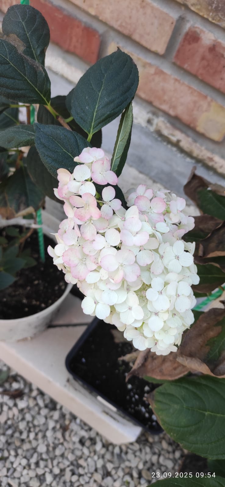 Фото Лавандин