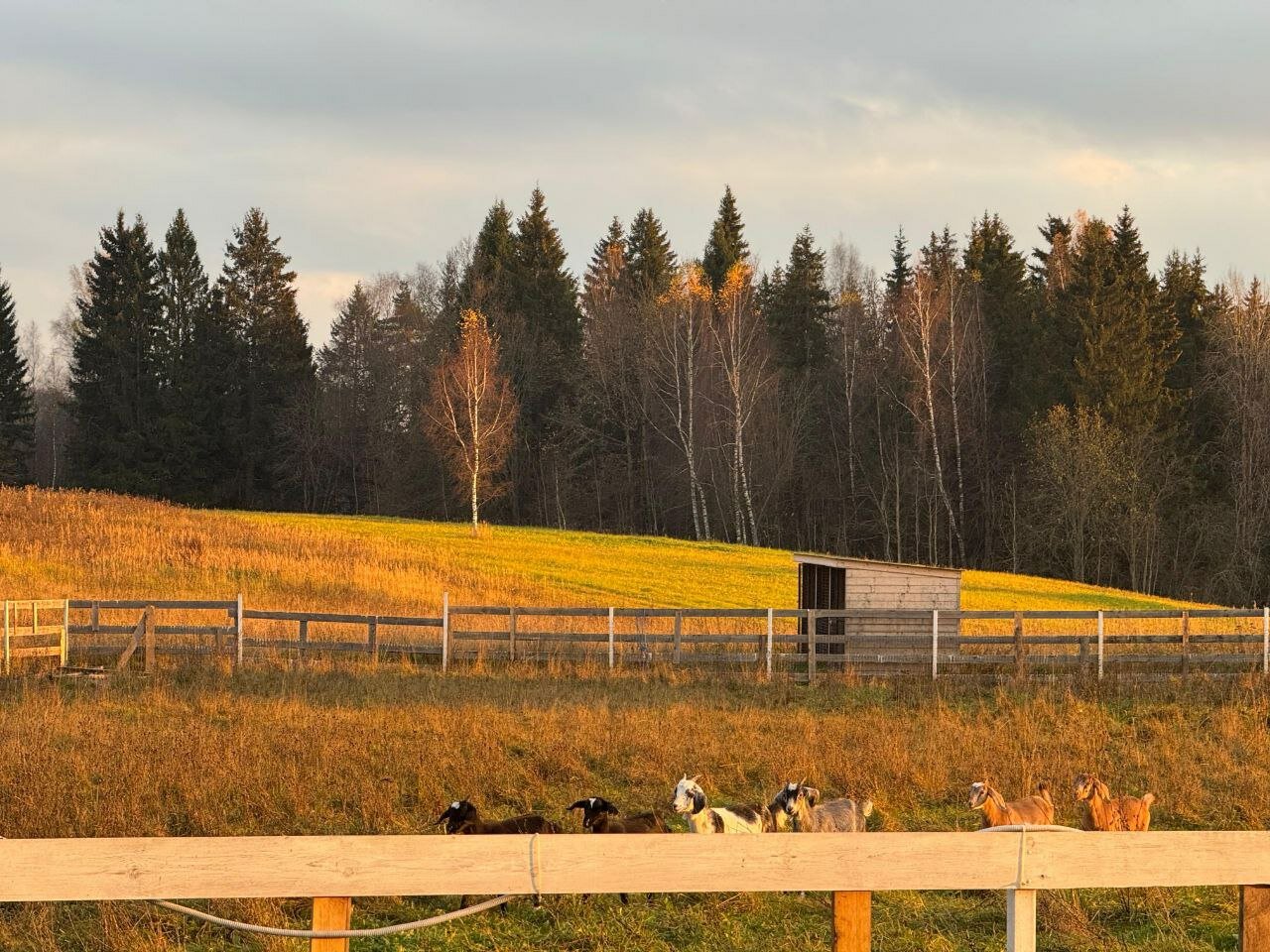 Фото В тишине
