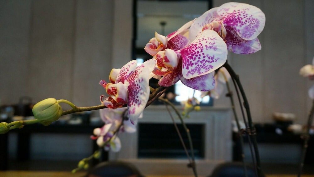 Фото Park Hyatt Changbaishan