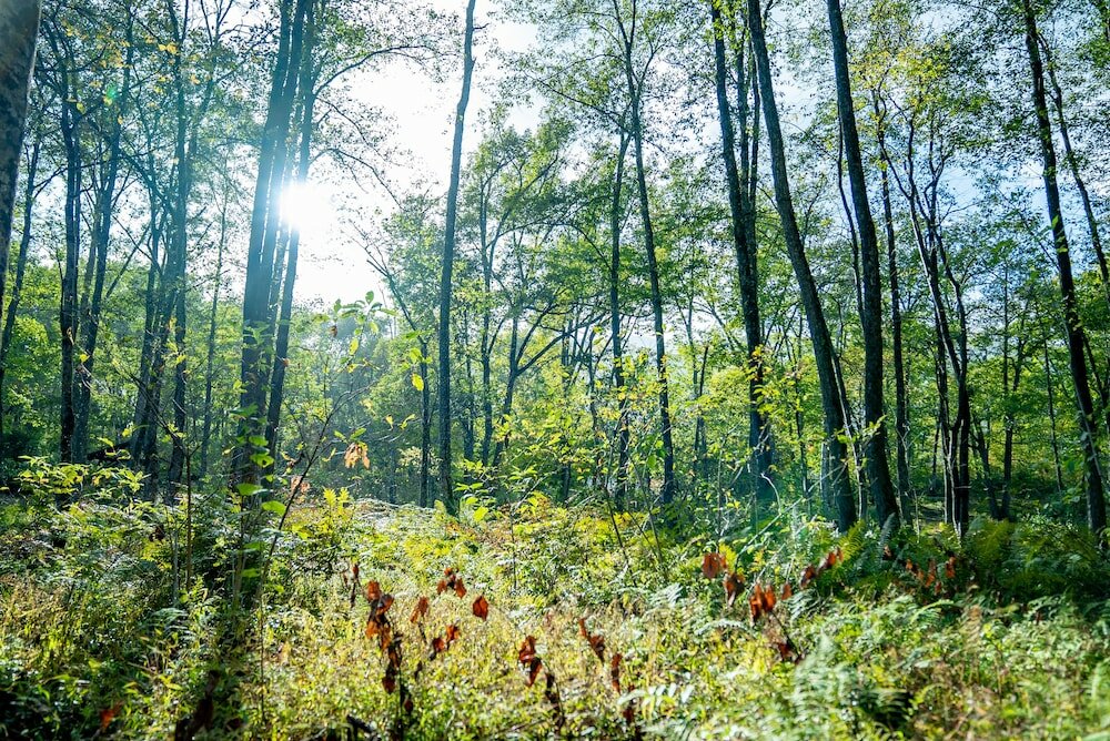 Фото Hotel Sierra Resort Hakuba