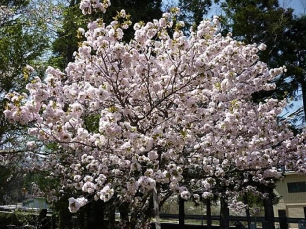 Фото Stayful House Nakamachi