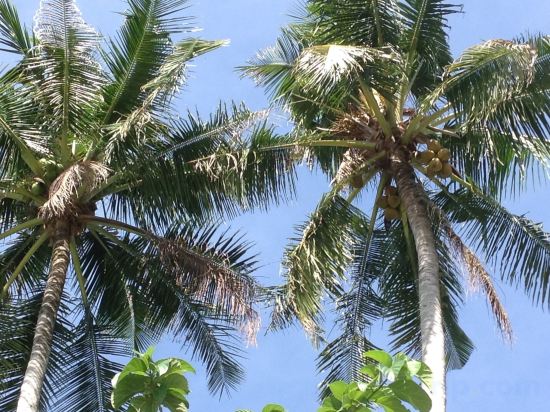 Фото Coco's Guesthouse