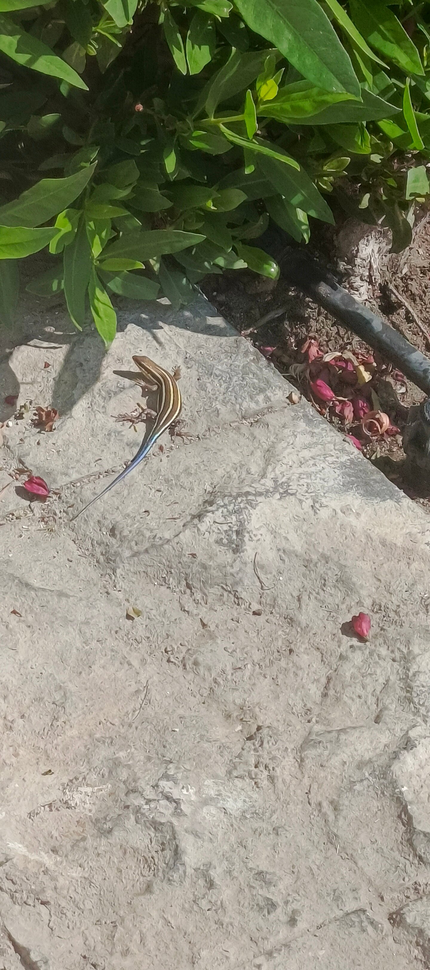 Фото Sunrise Arabian Beach Resort - Posh Club