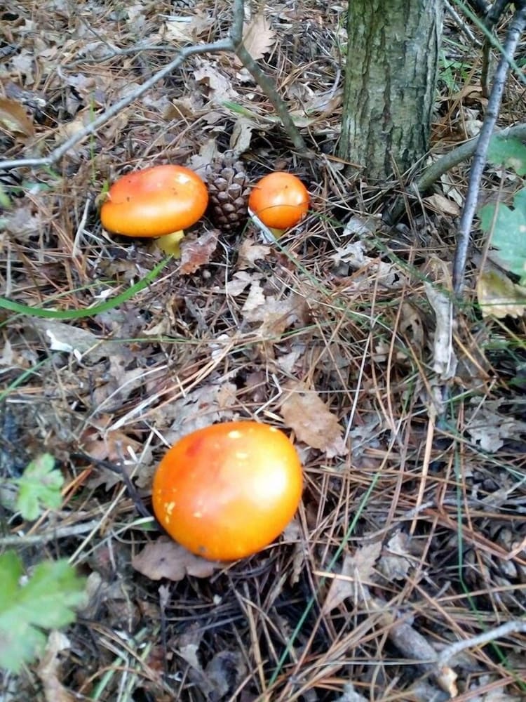 Фото Villa Kalin