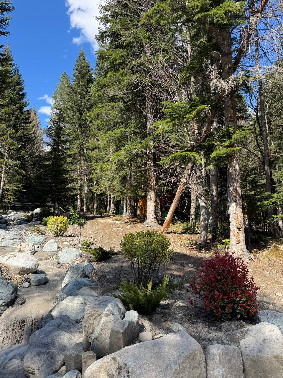 Фото Magic Forest