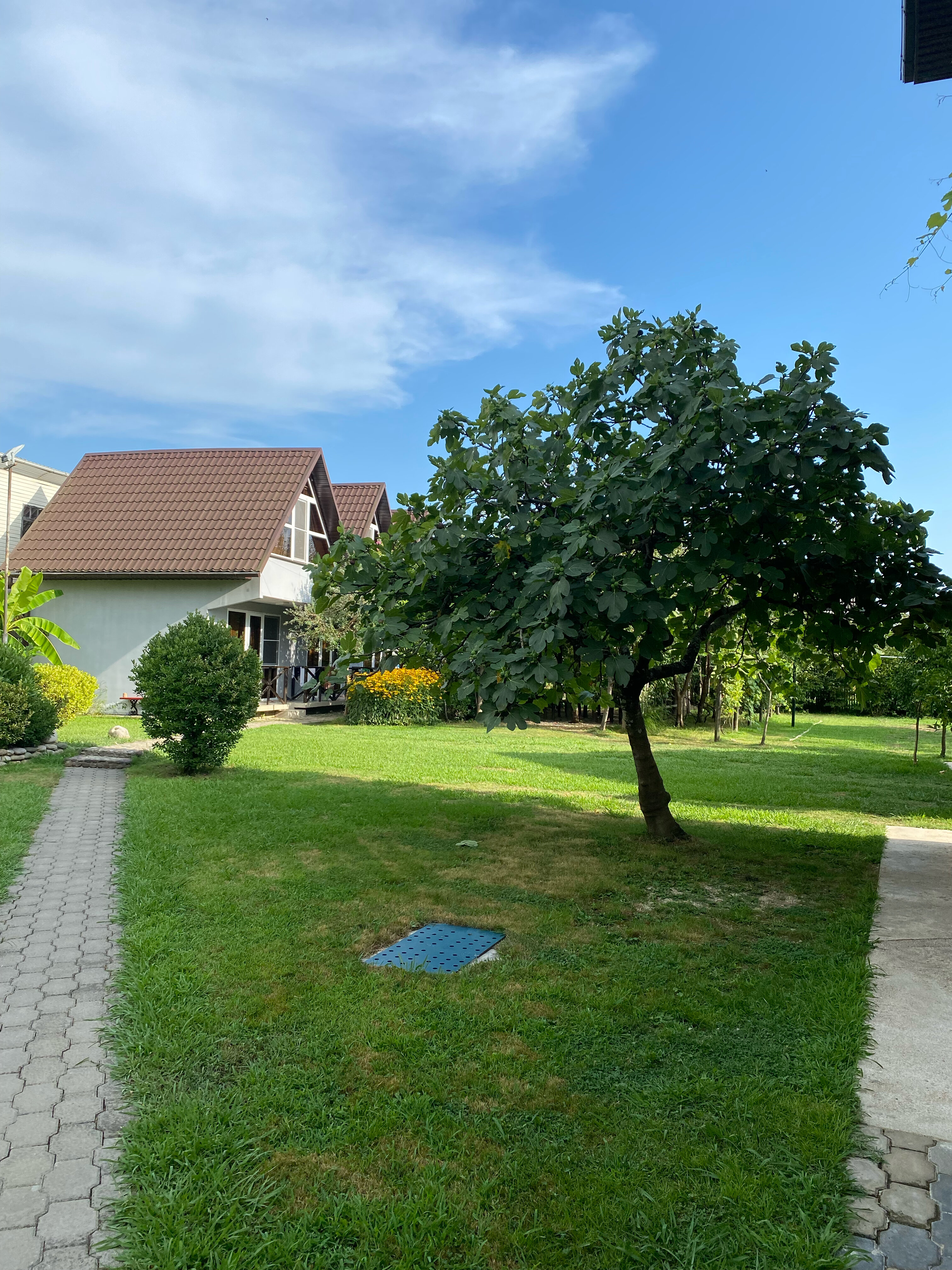 Фото Салангана