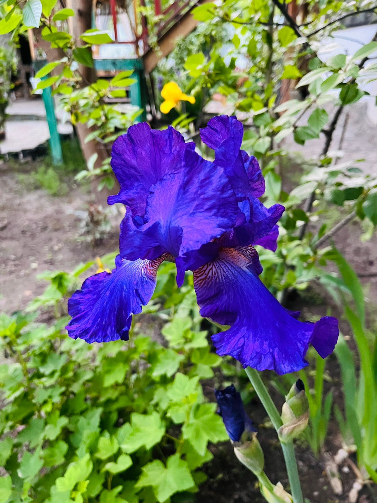 Фото Берёзка