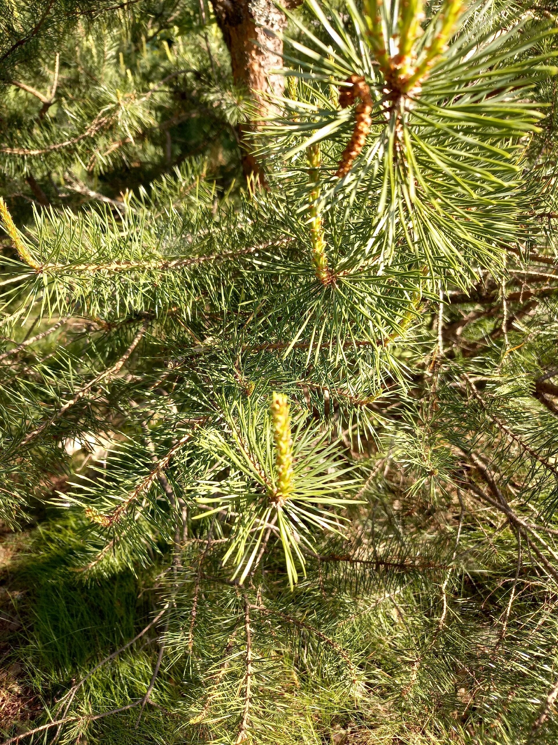 Фото Klever House, Стеклянный Ручей