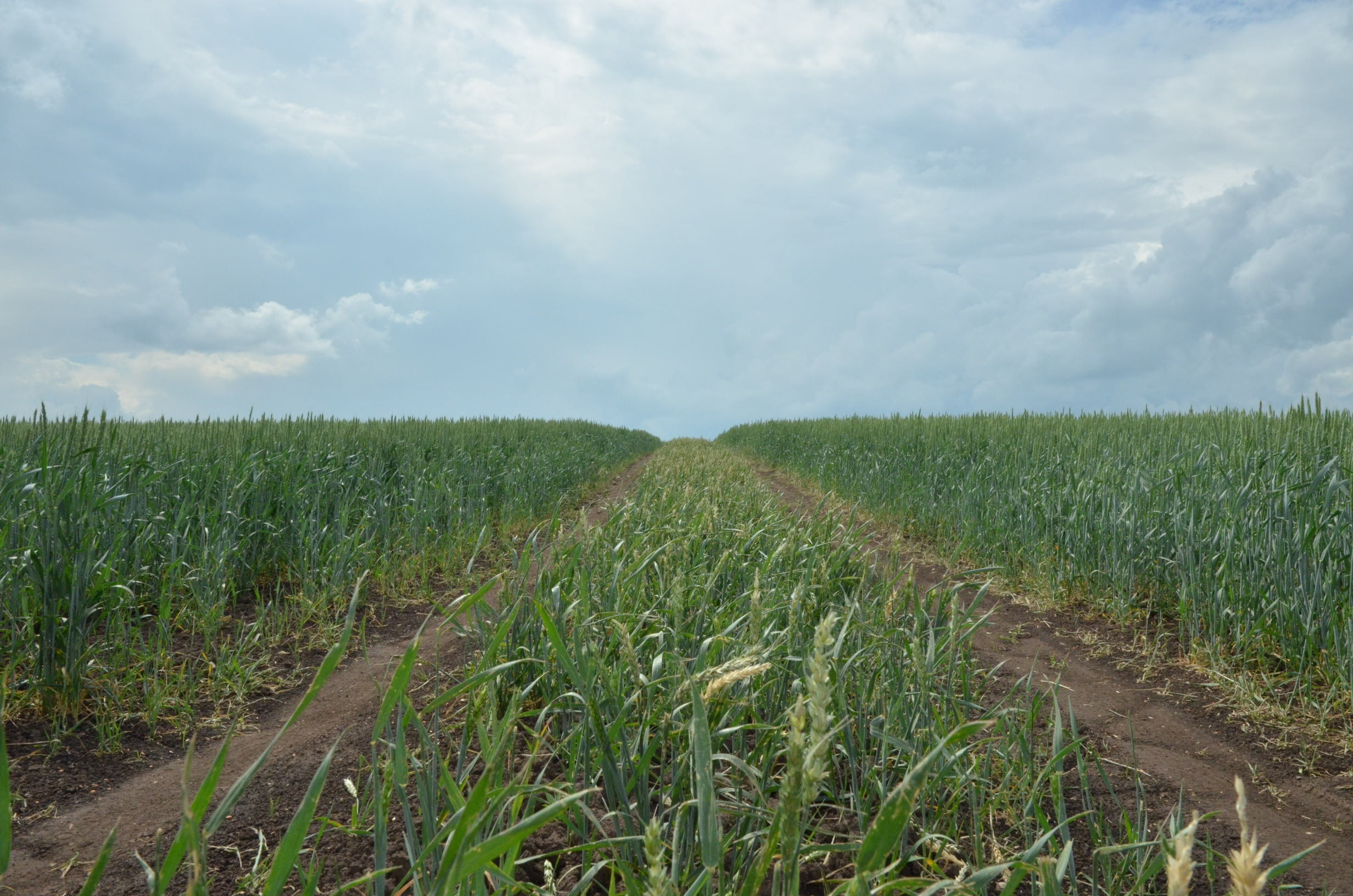 Фото Familyglamp Куликово поле
