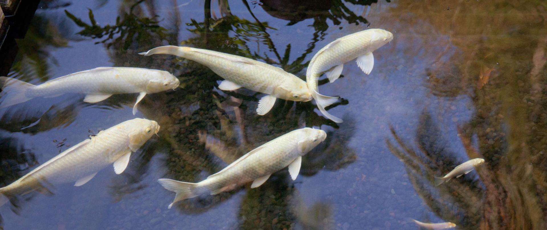 Фото Bondalem Beach Club