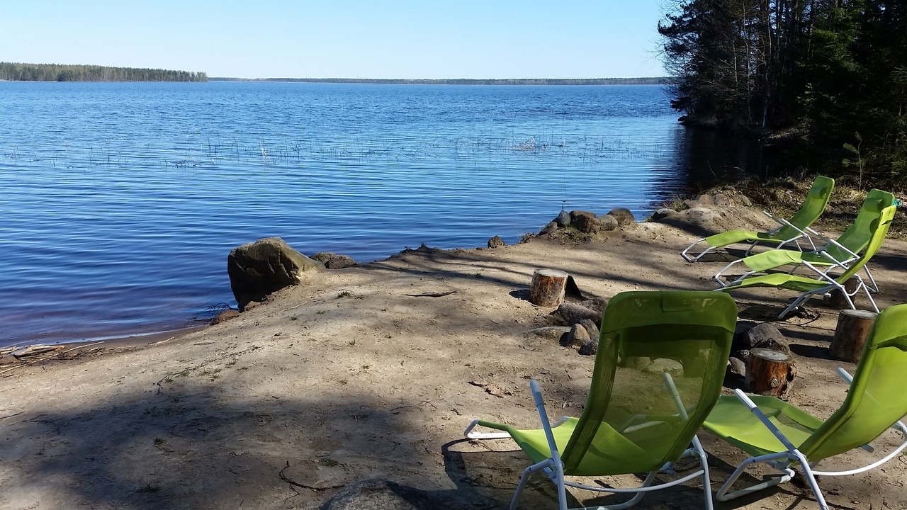 Фото Черная лиса