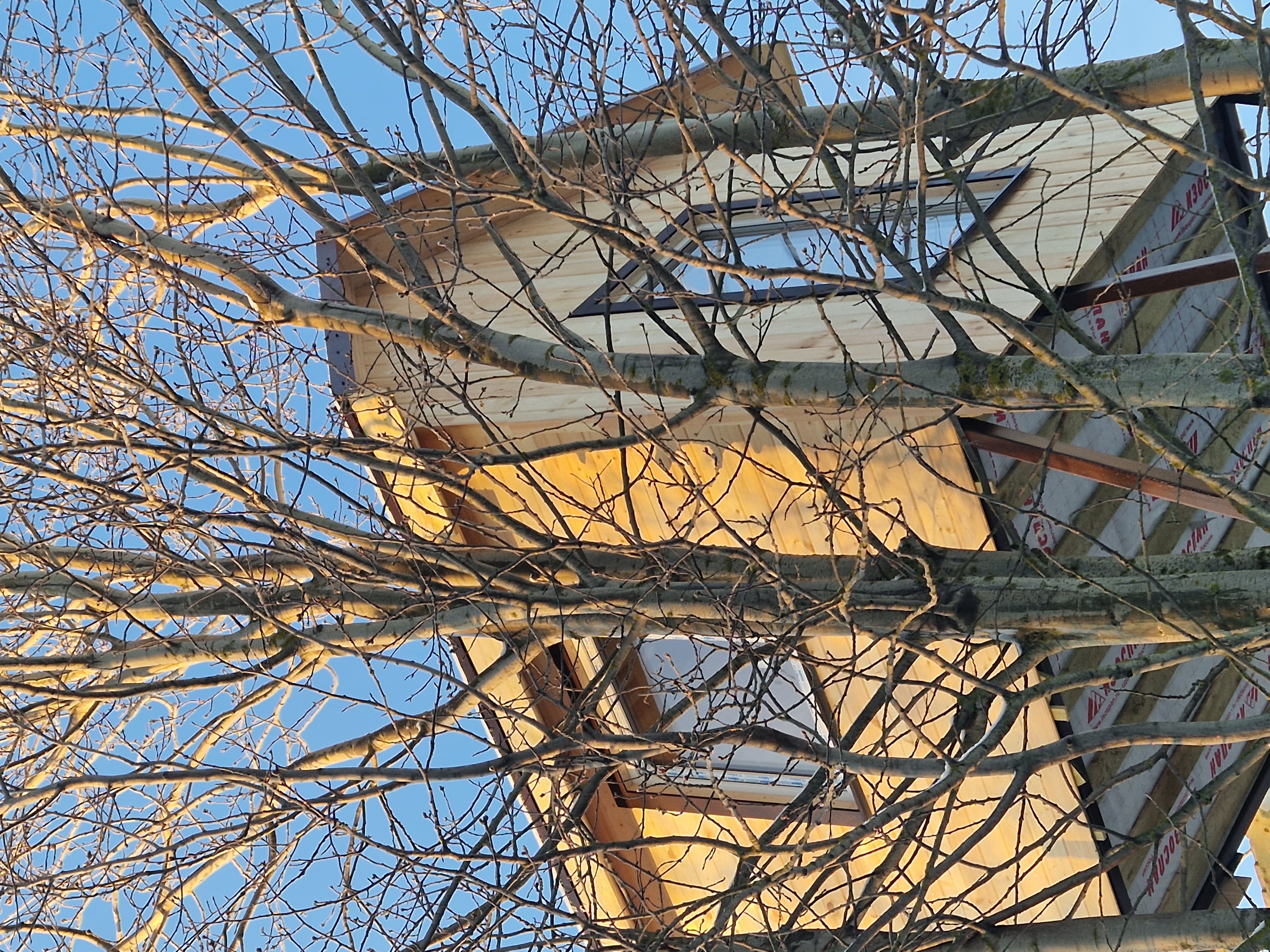 Фото Светлая роща