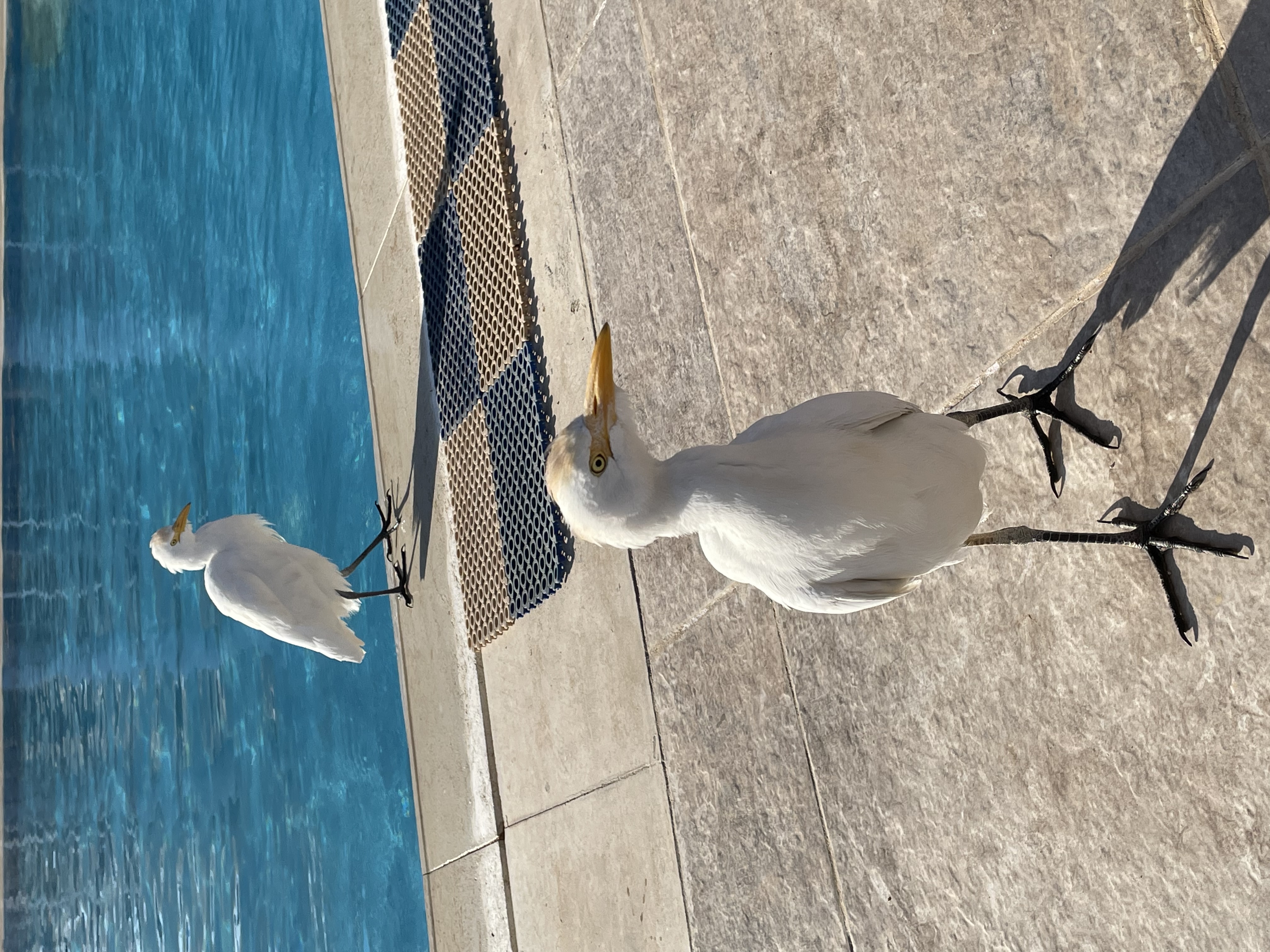 Фото Albatros Laguna Vista Resort