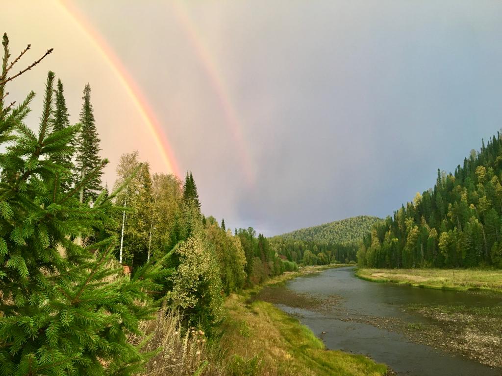 Фото Золотая сова