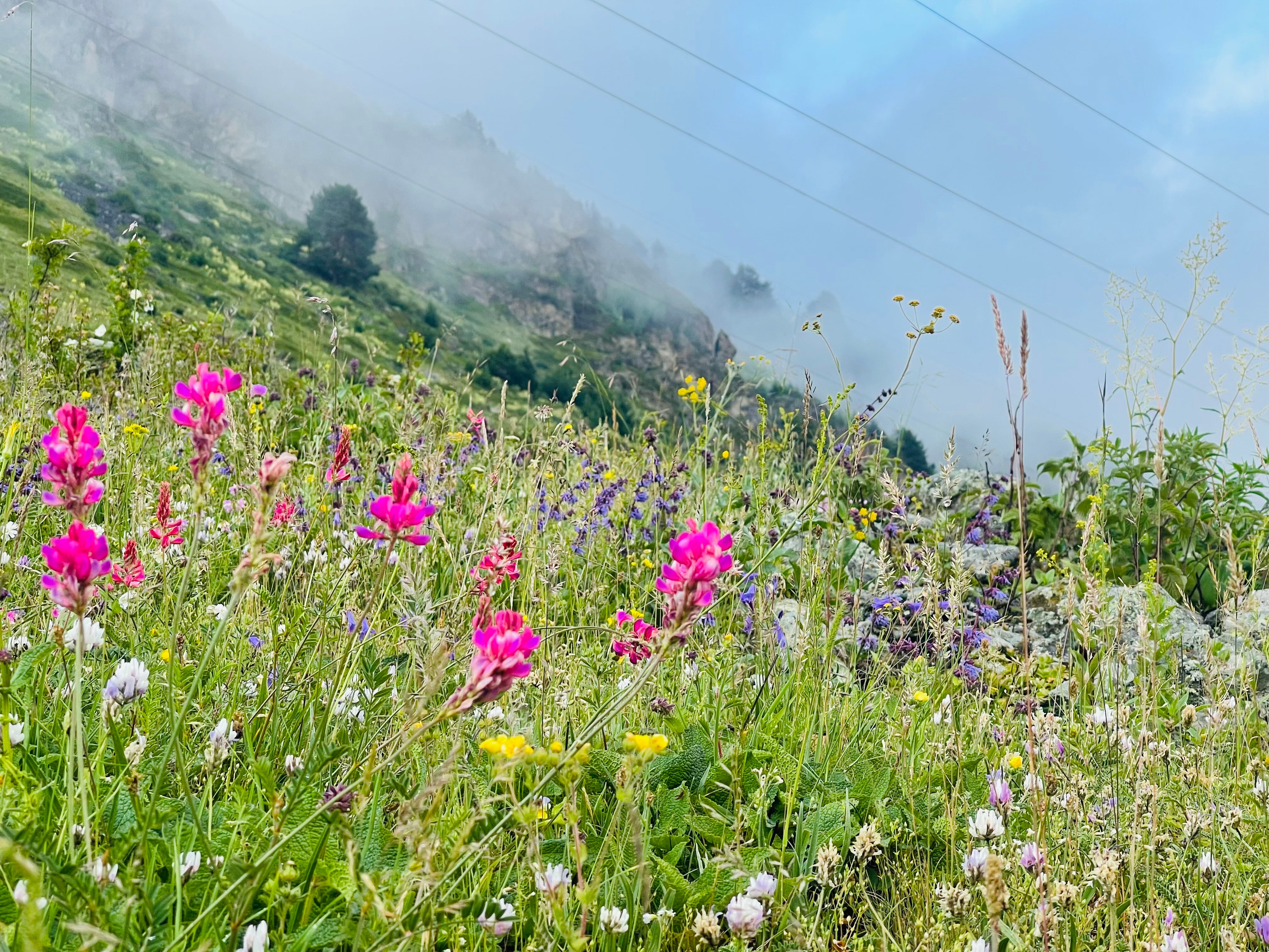 Фото Блэк Поинт