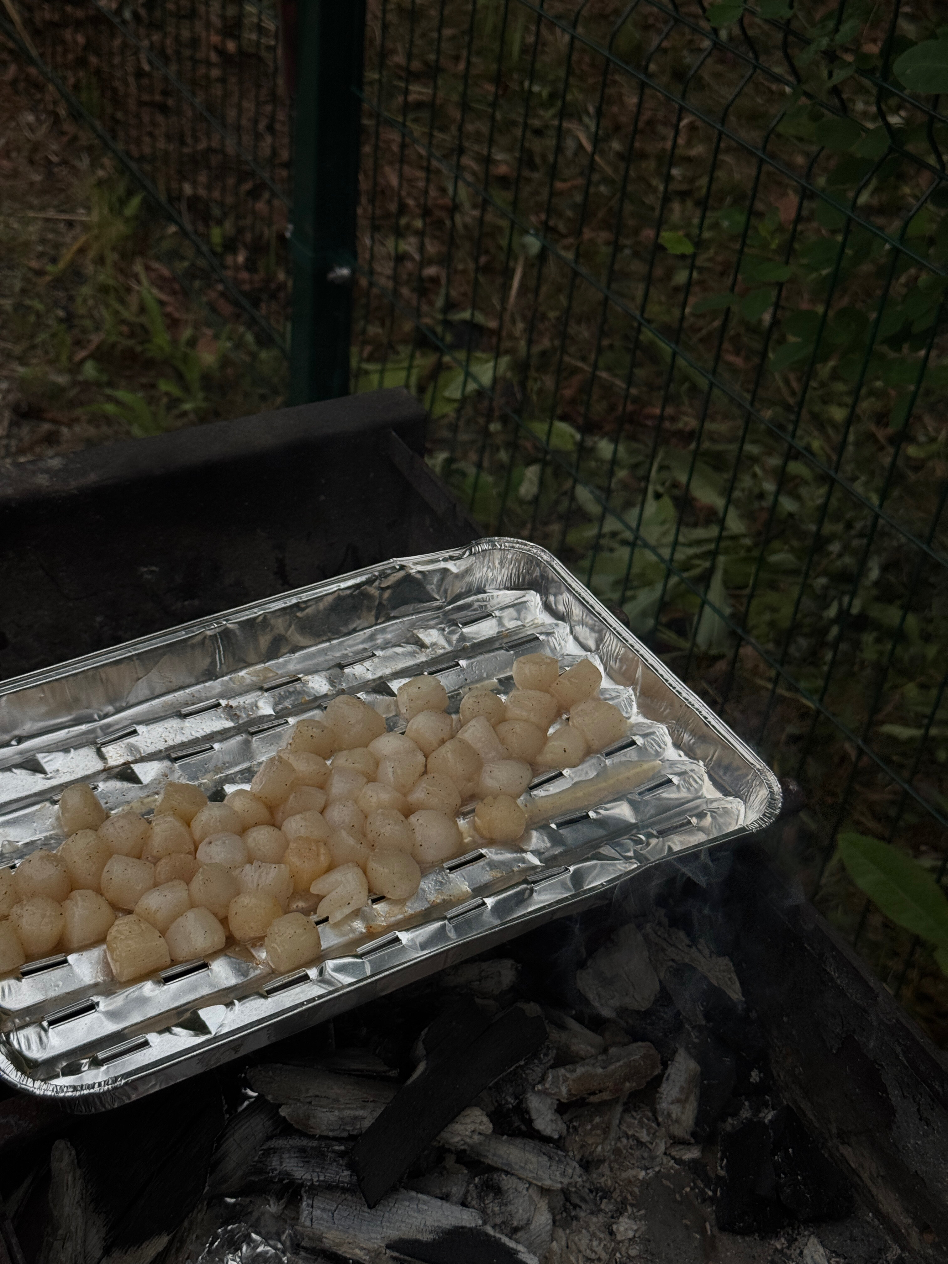 Фото Pine Family