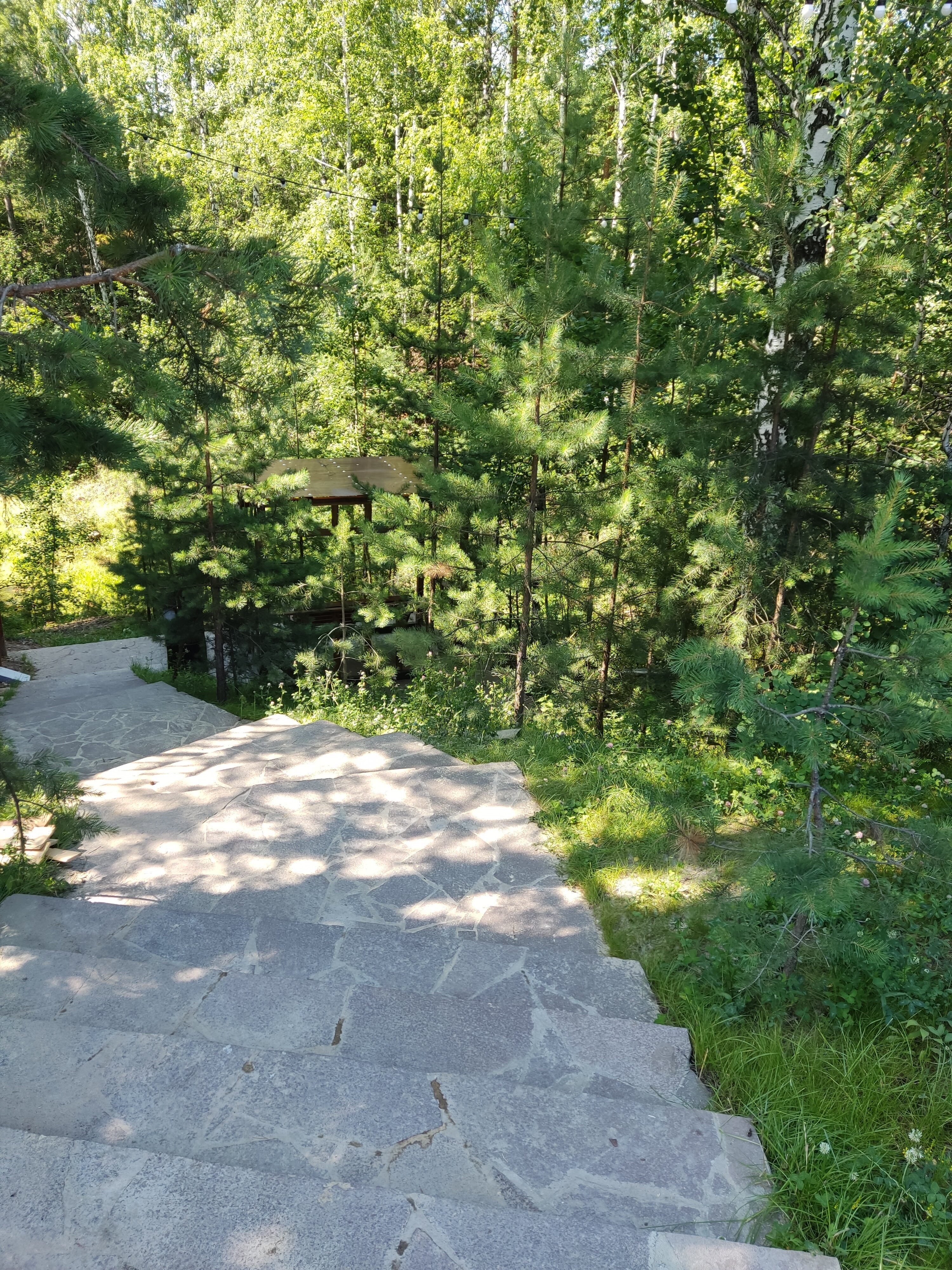 Фото Магия леса