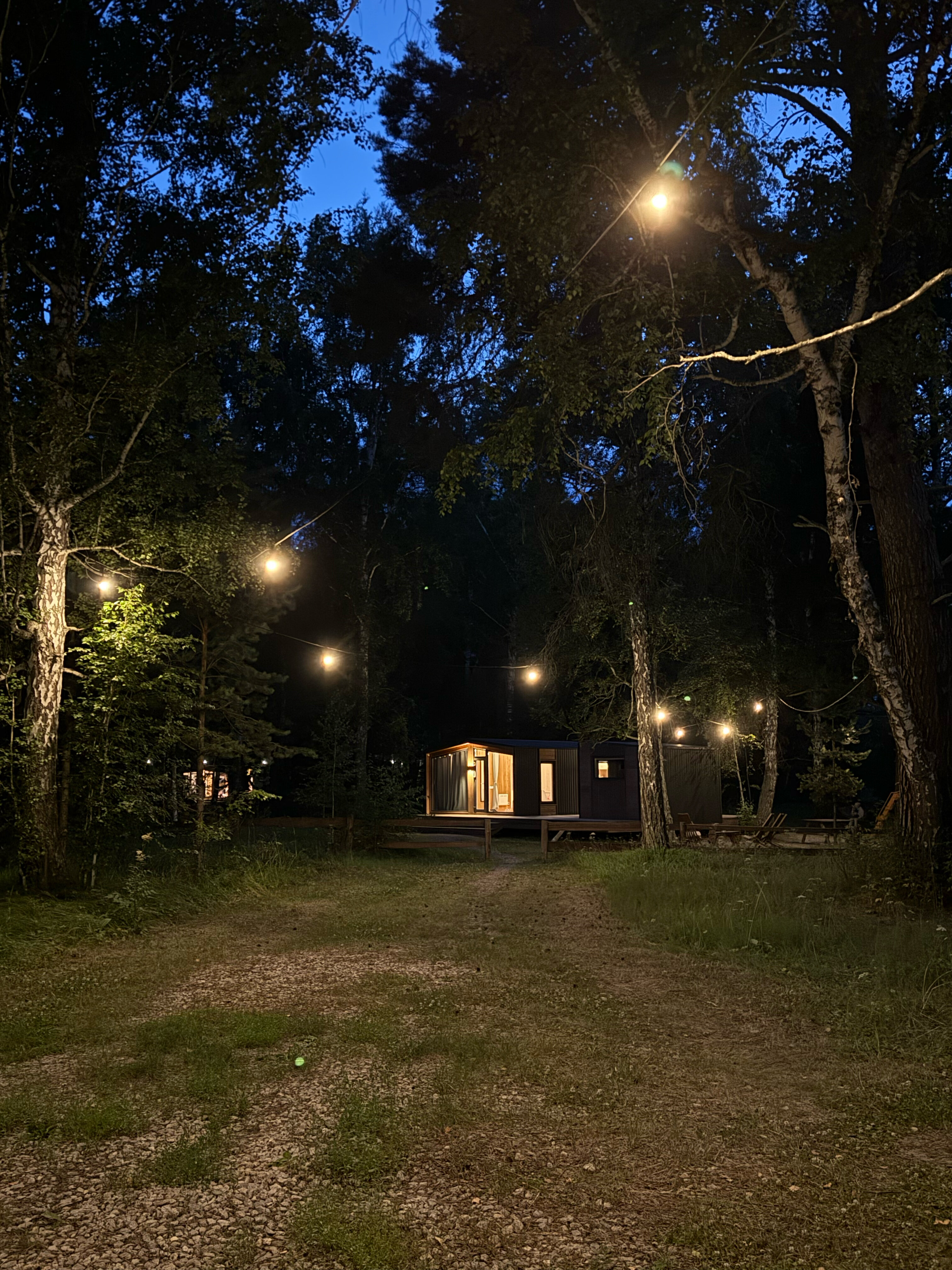 Фото Ветер в соснах