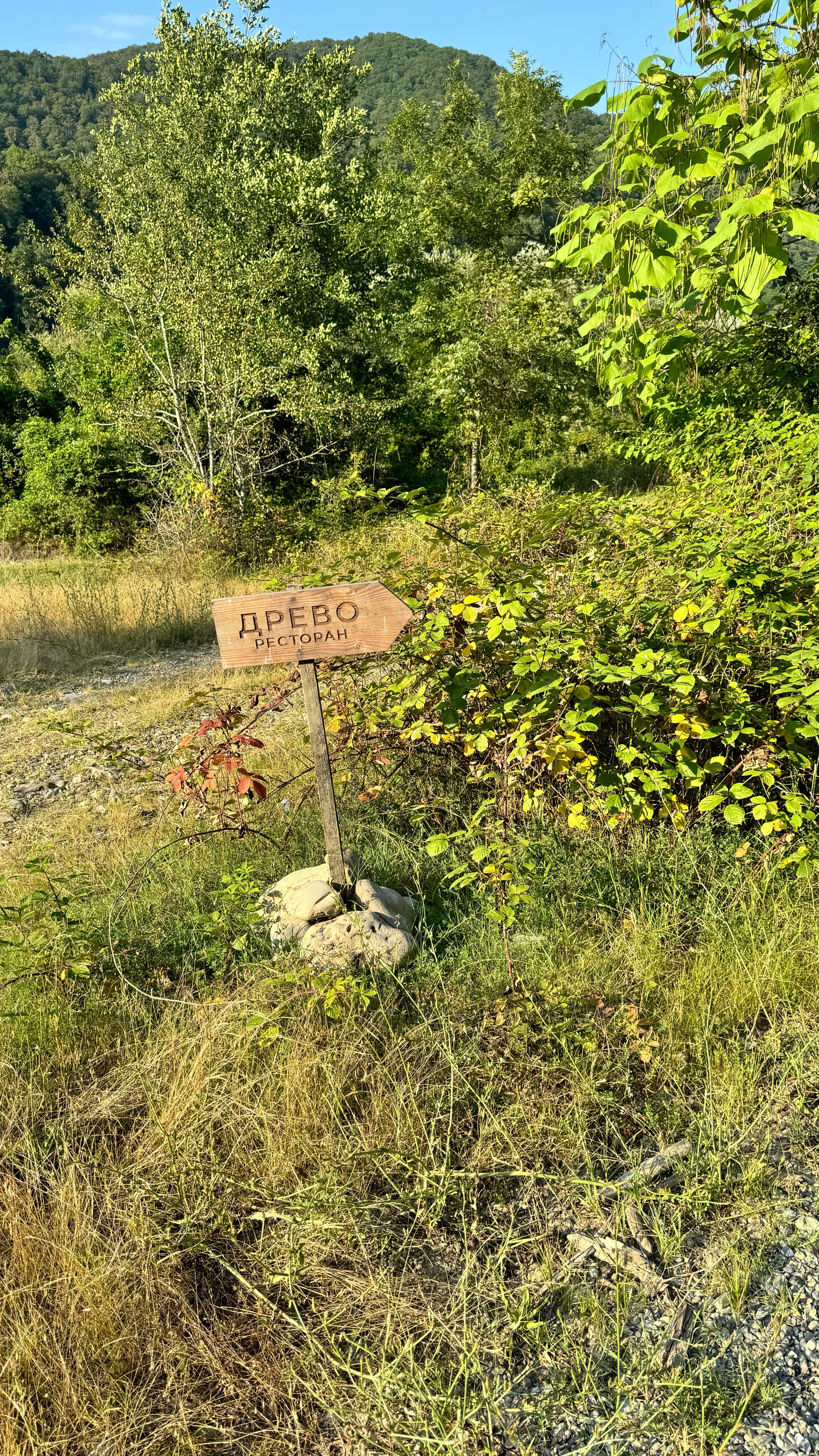 Фото Южный Вайб Древо