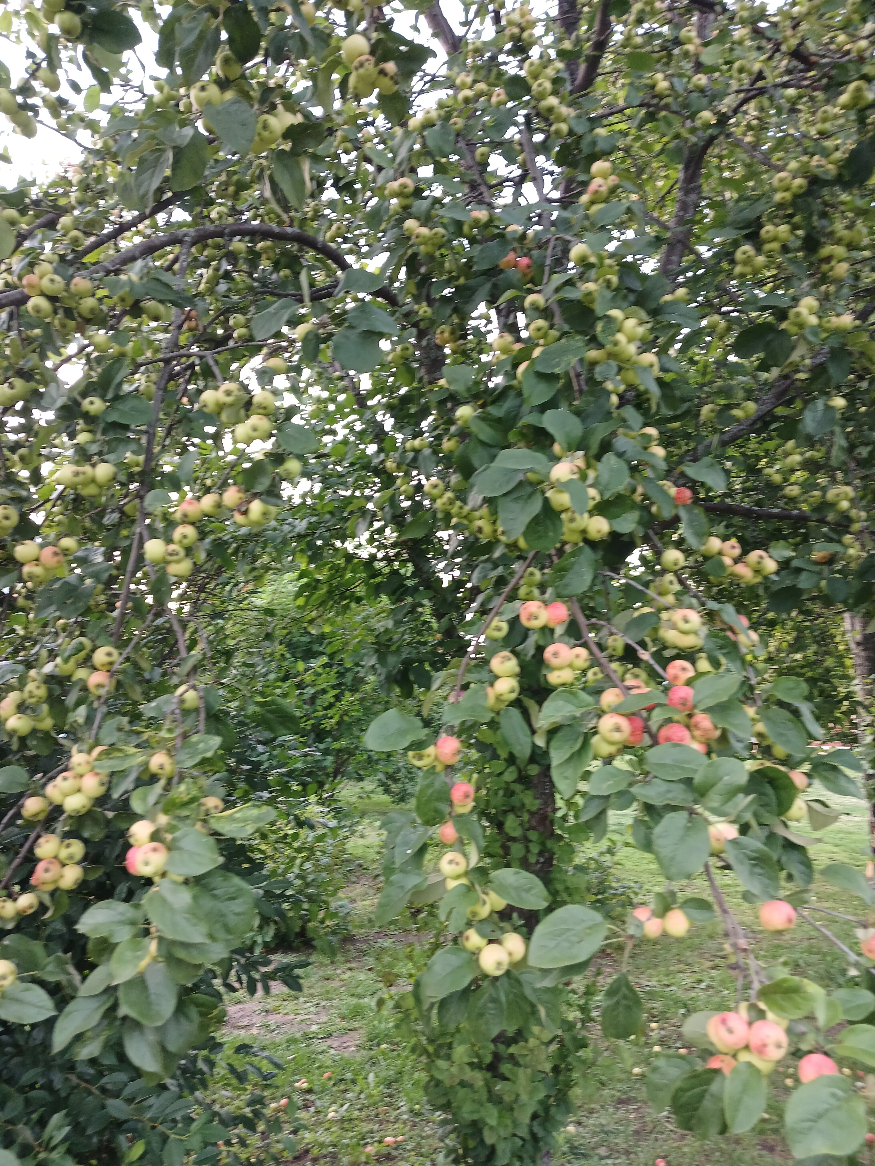 Фото КраснаДача