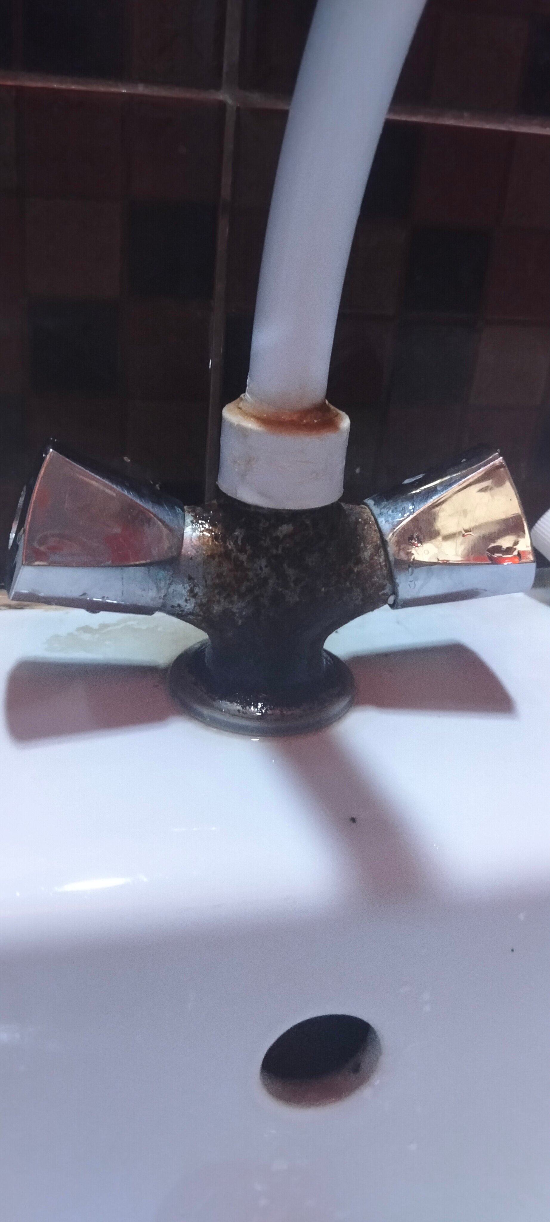 Фото Абрикос