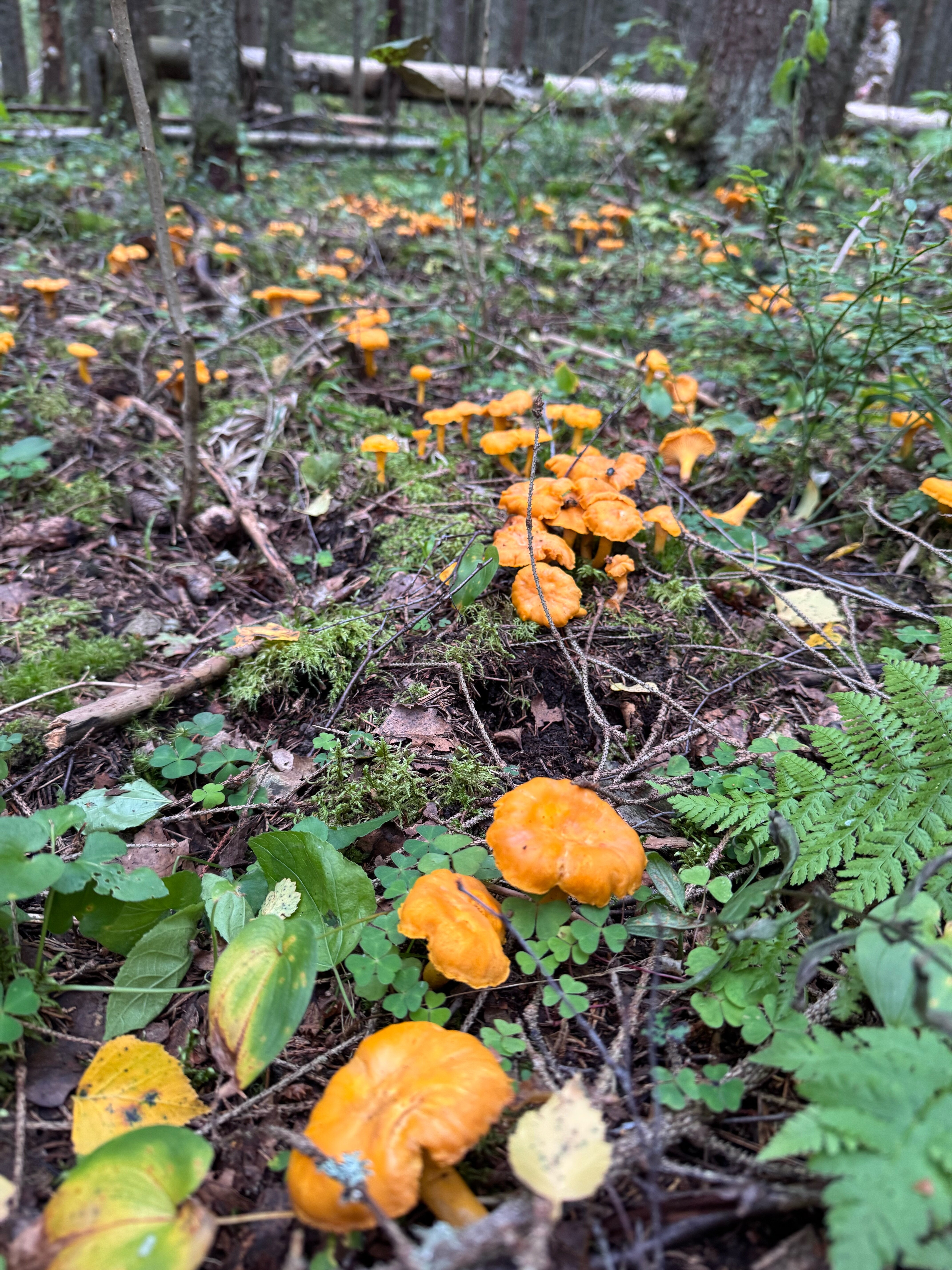 Фото Мыза Иногоща