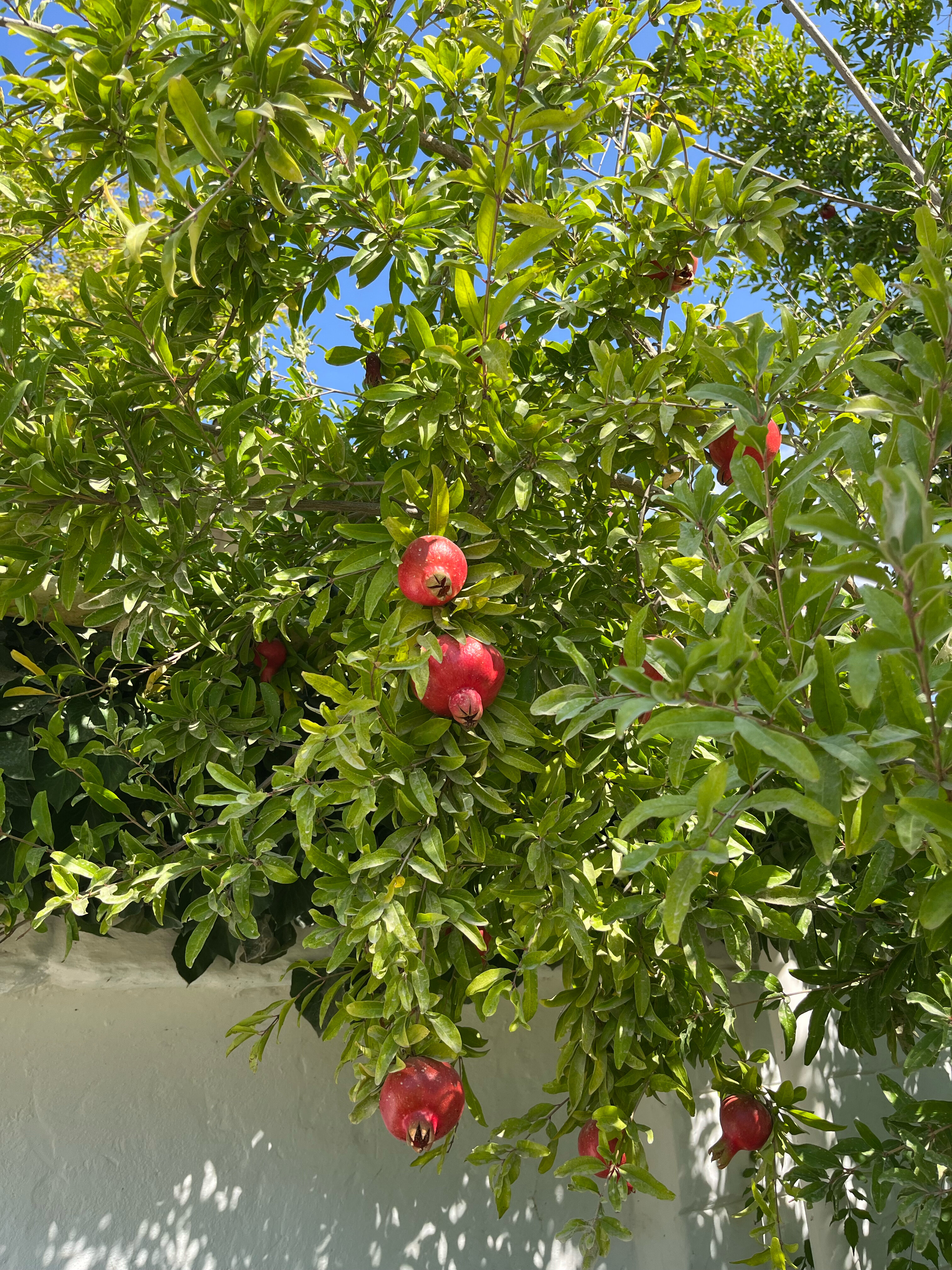 Фото Альянс