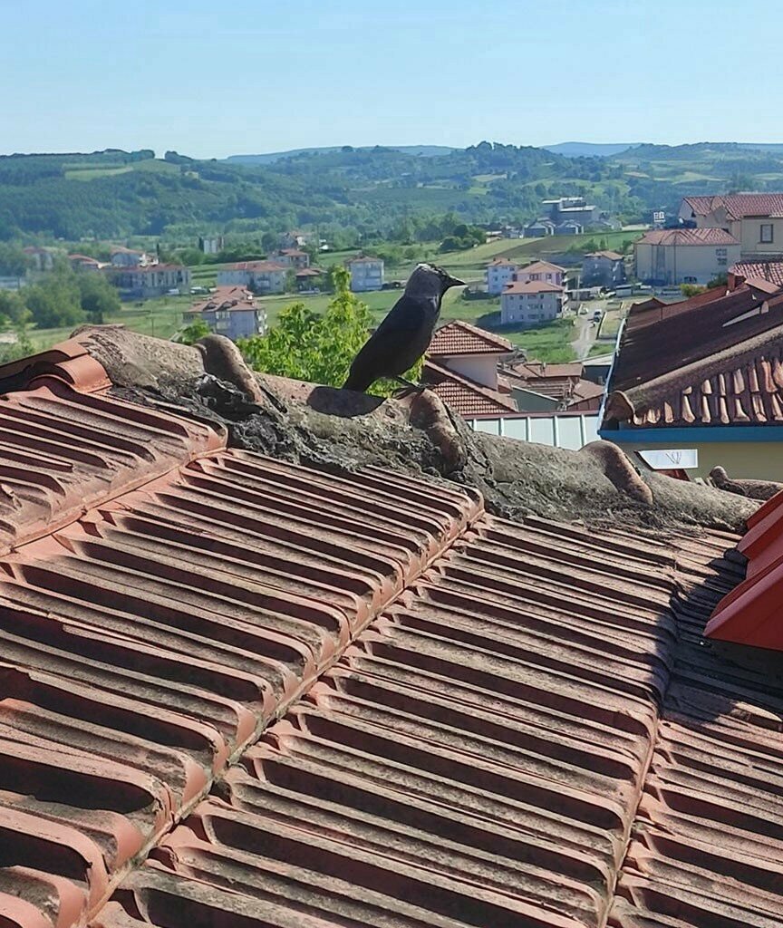 Park Halit Molla Park, Kaynarca, photo