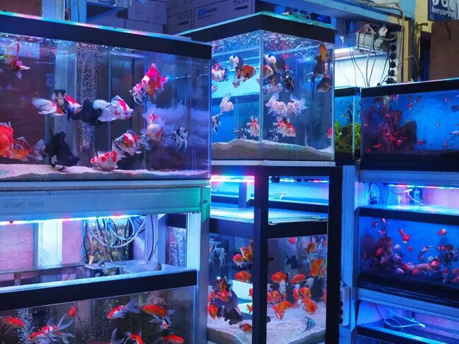 Aquariums Red Fins Ornamental Fish tr LLC, Sharjah, photo
