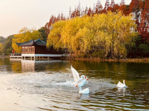 Гостиница Dongjiao State Guest Hotel в Шанхае