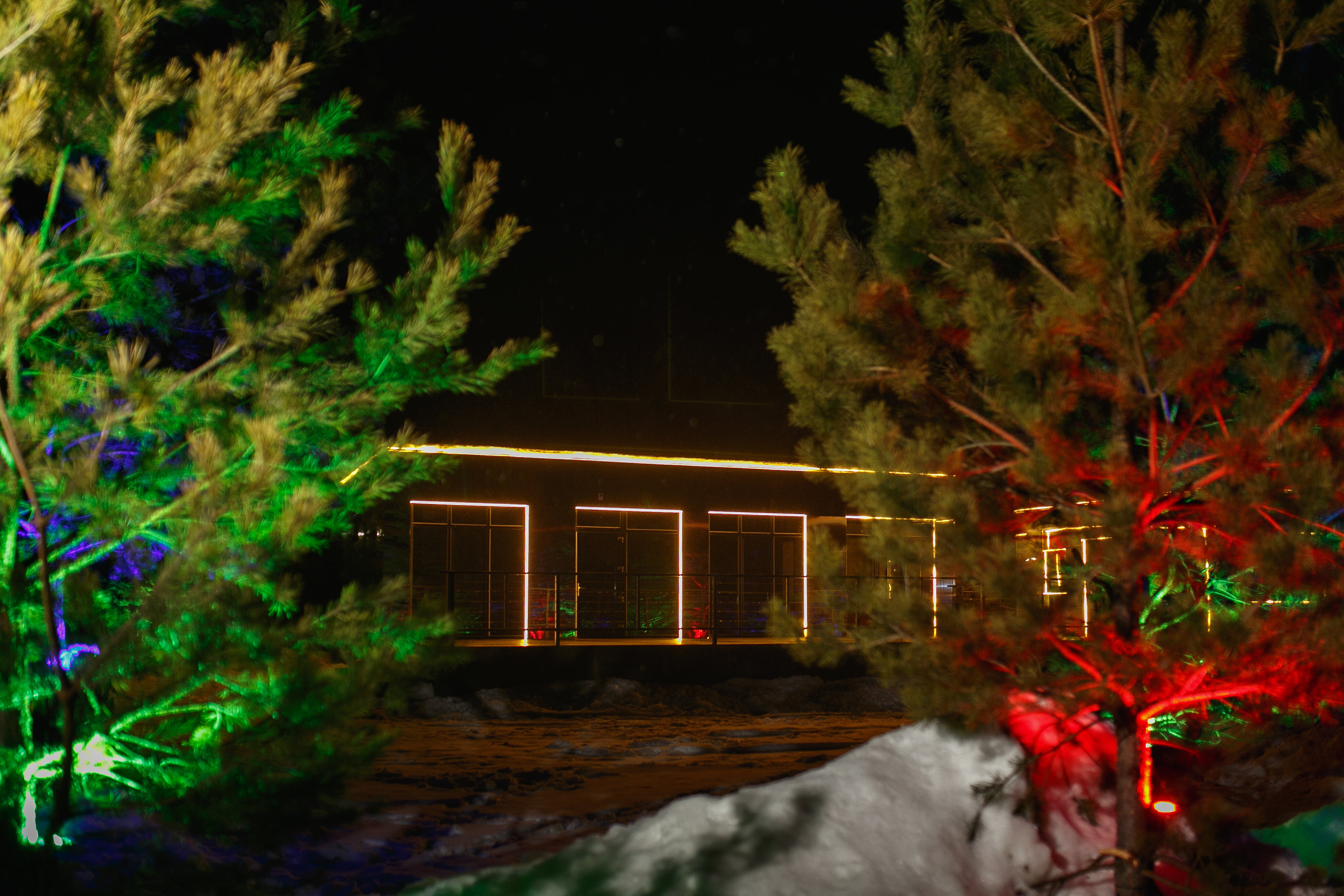 Фото 12 Сосен