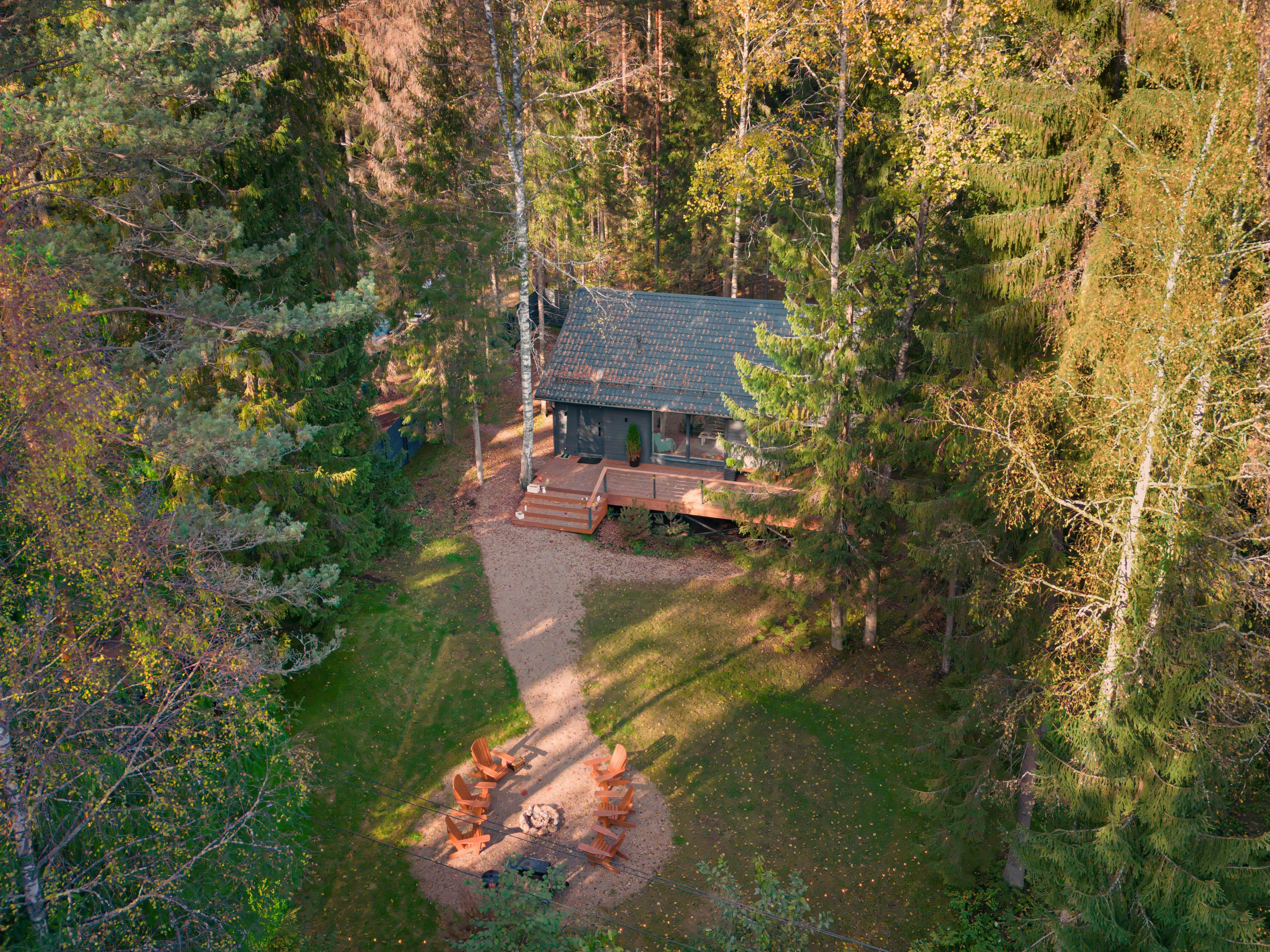Фото Fox in forest