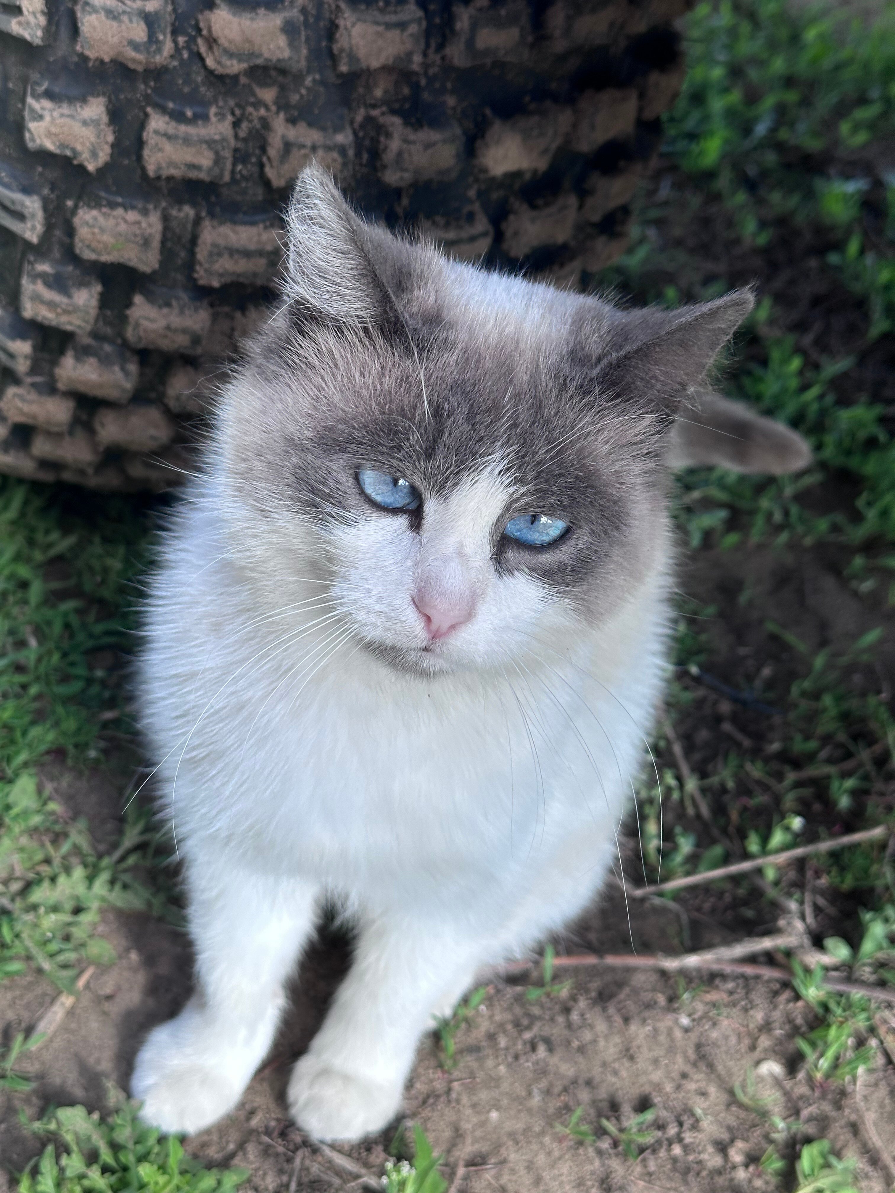 Фото Золотая рыбка