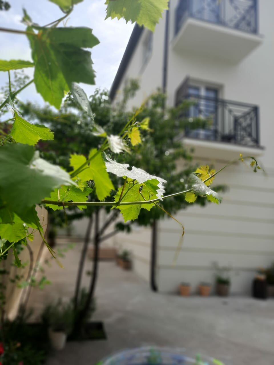 Фото Лимонад