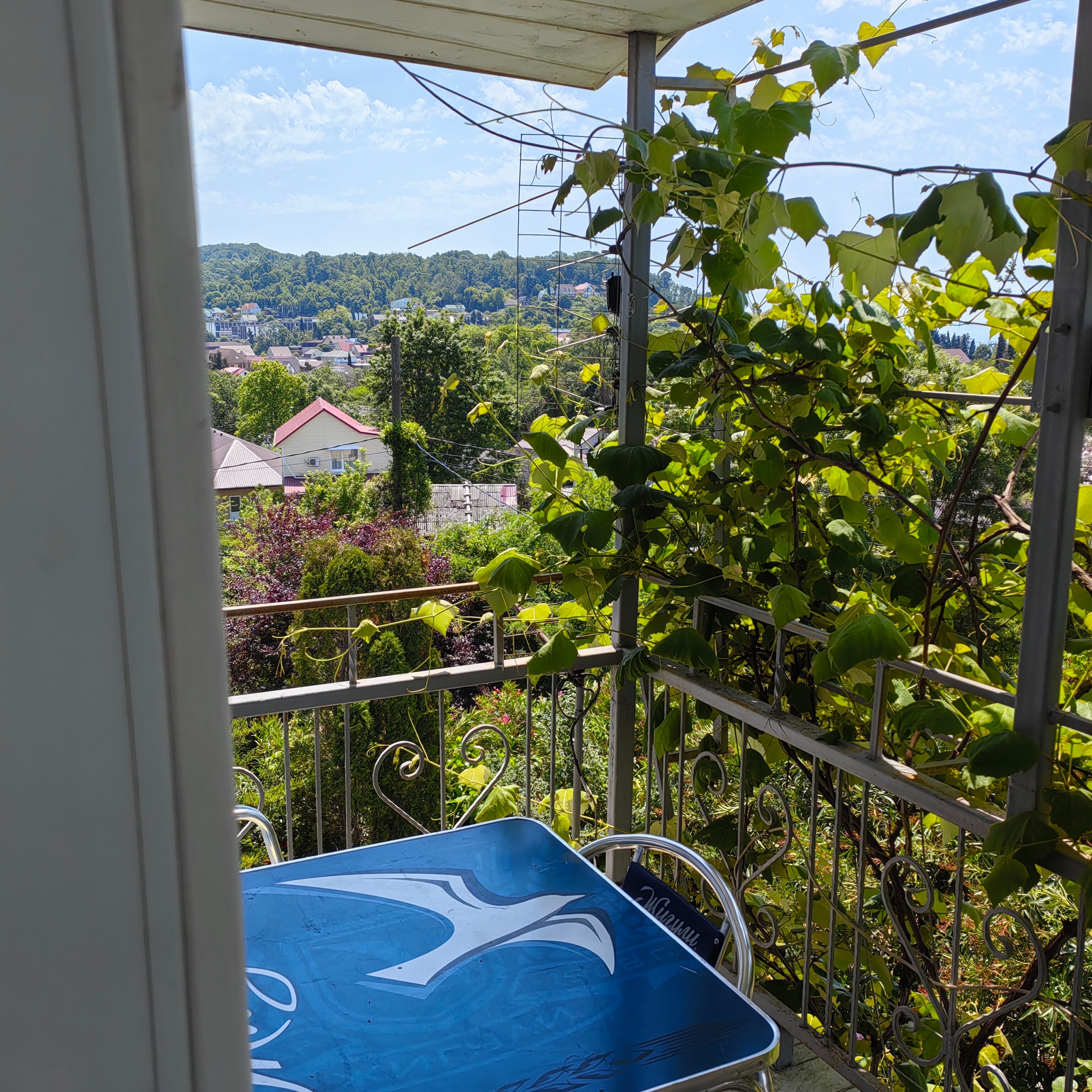 Фото Олеандр