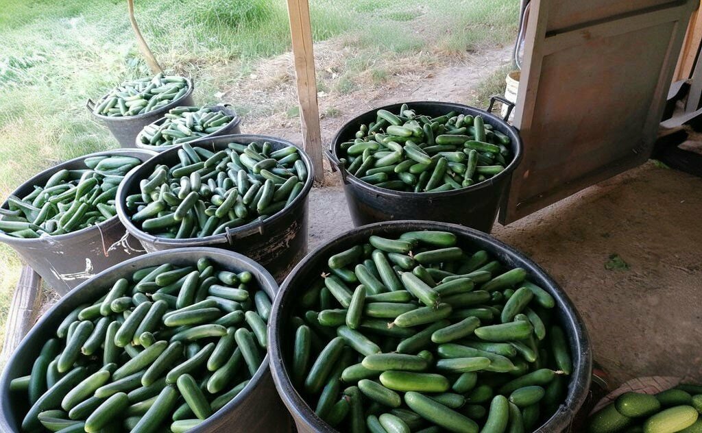 Vegetables and fruit wholesale Hakan Ozturk Good Agriculture Vegetable Farm, Istanbul, photo