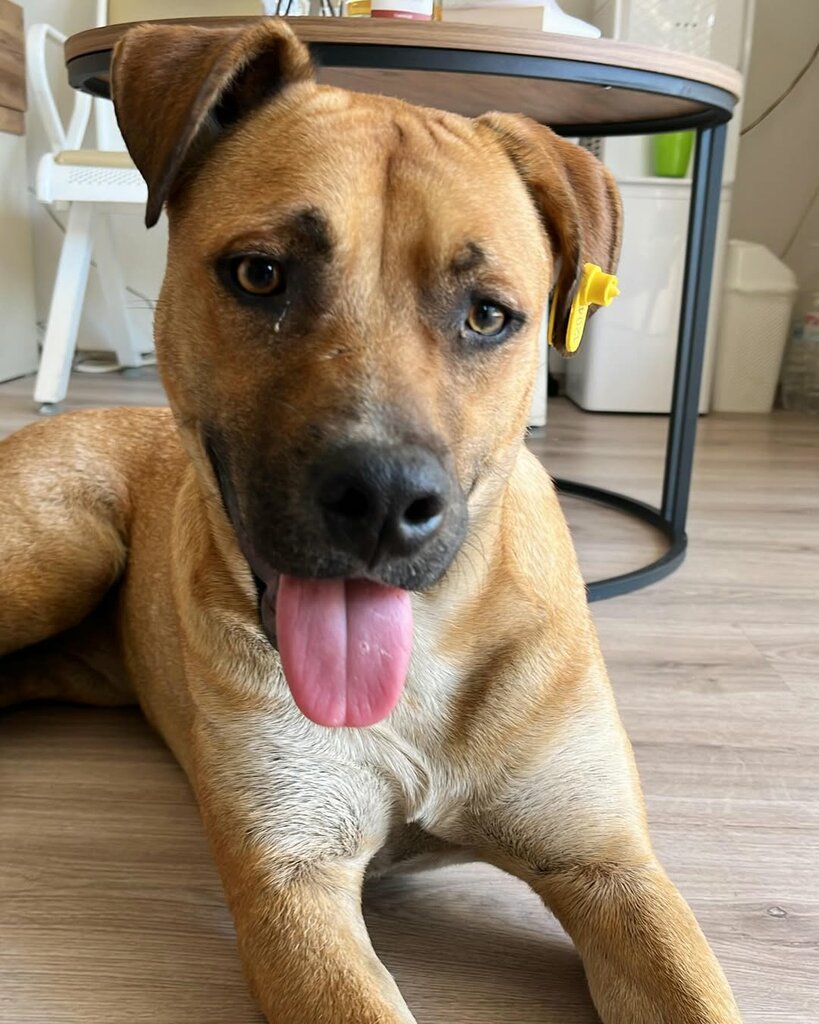 Veterinary clinic VetCore Veterinary Clinic, Izmir, photo