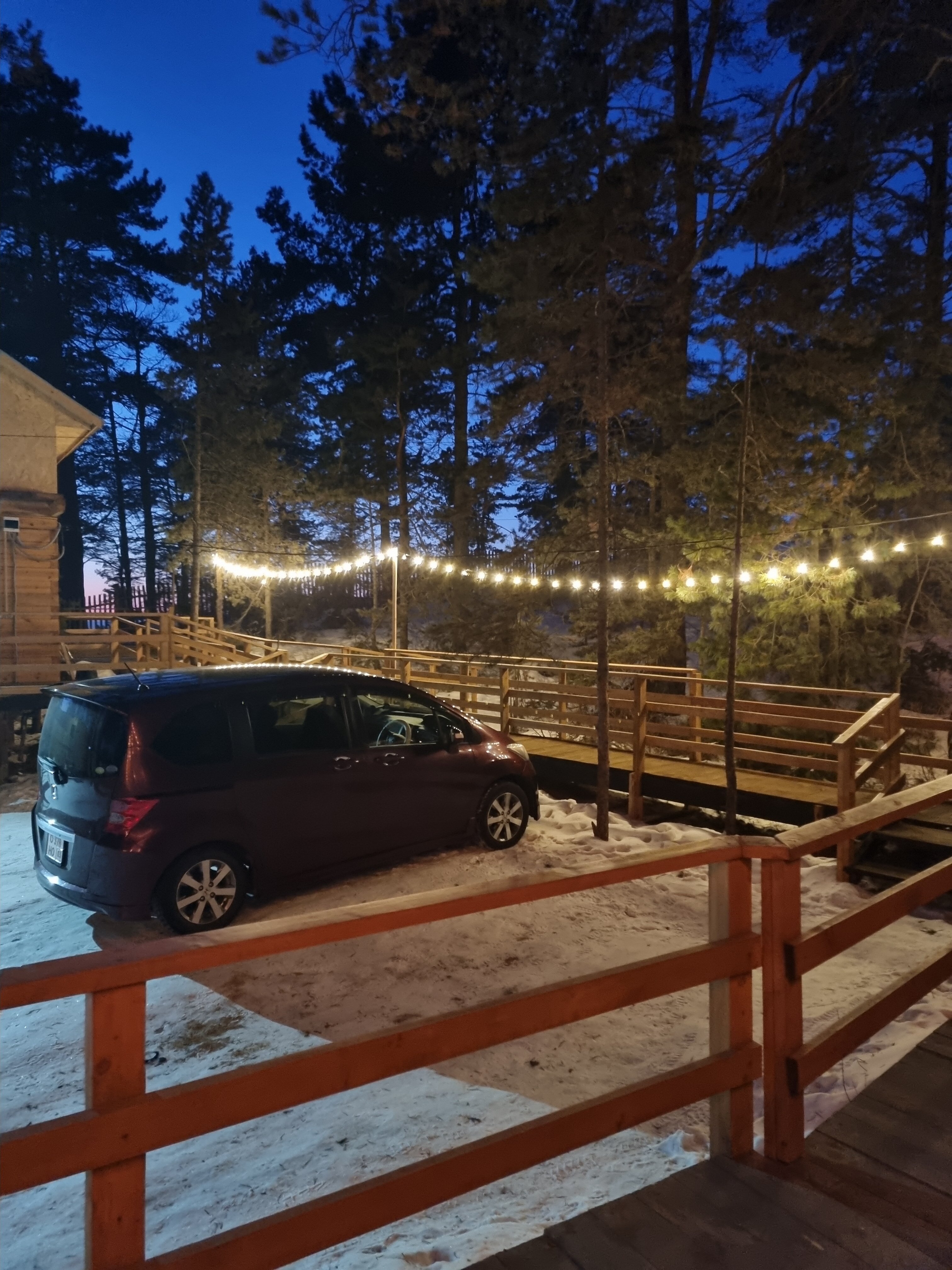 Фото Багульник