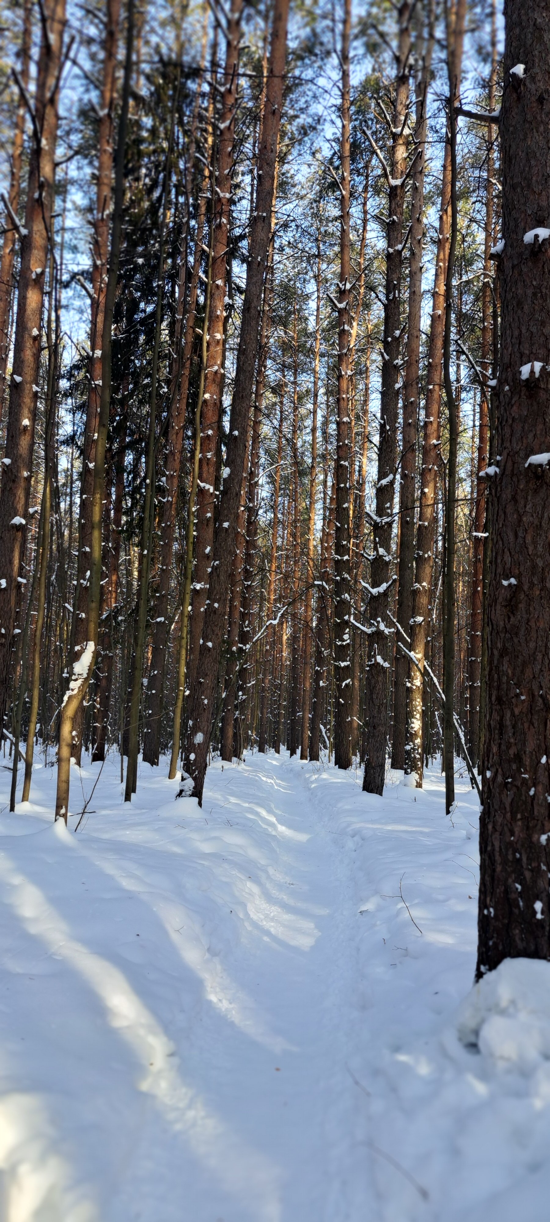 Фото Сосновый бор