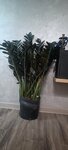 Zhuldyz Flowers (Kunayev Street, 31Б), flower shop