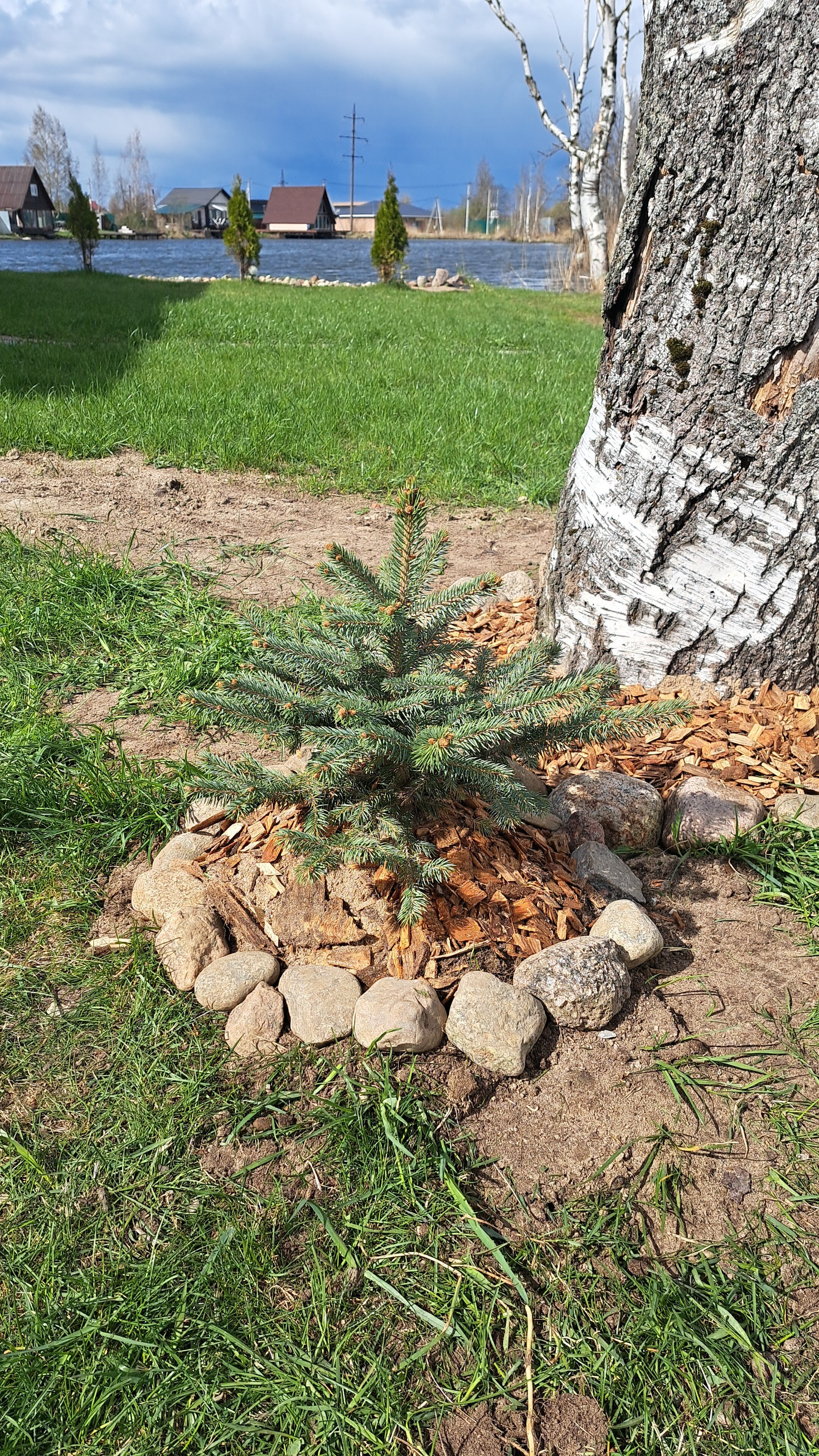 Фото Ромашковая