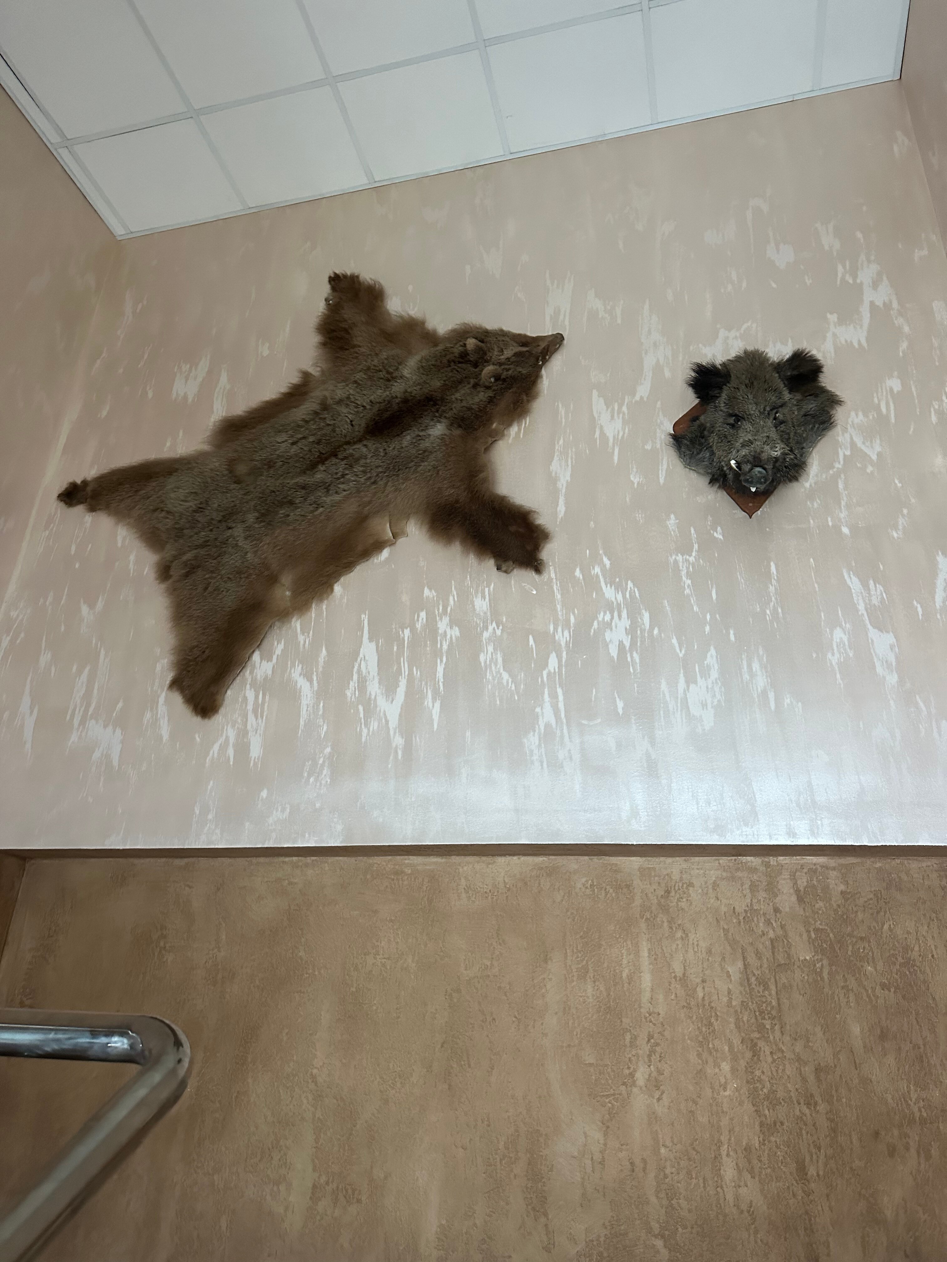 Фото Кентавр