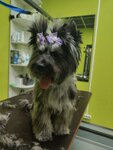 Veterinarnaya klinika (Pereyaslav-Khmelnitskogo Street, 36), salón de mascota, peluquería de animales