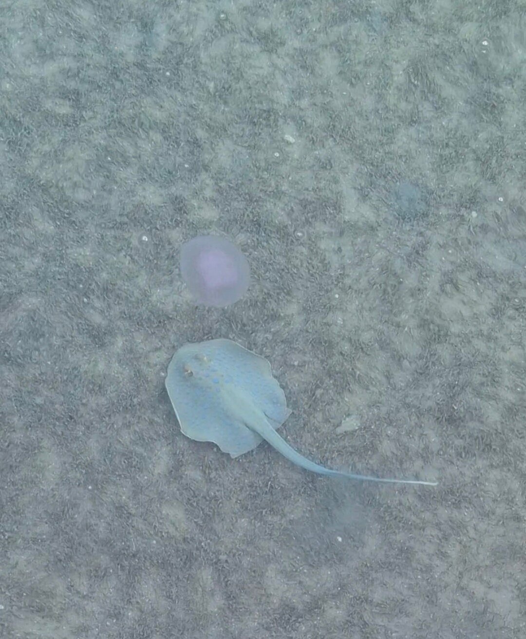 Фото Sunrise Alma Bay Resort