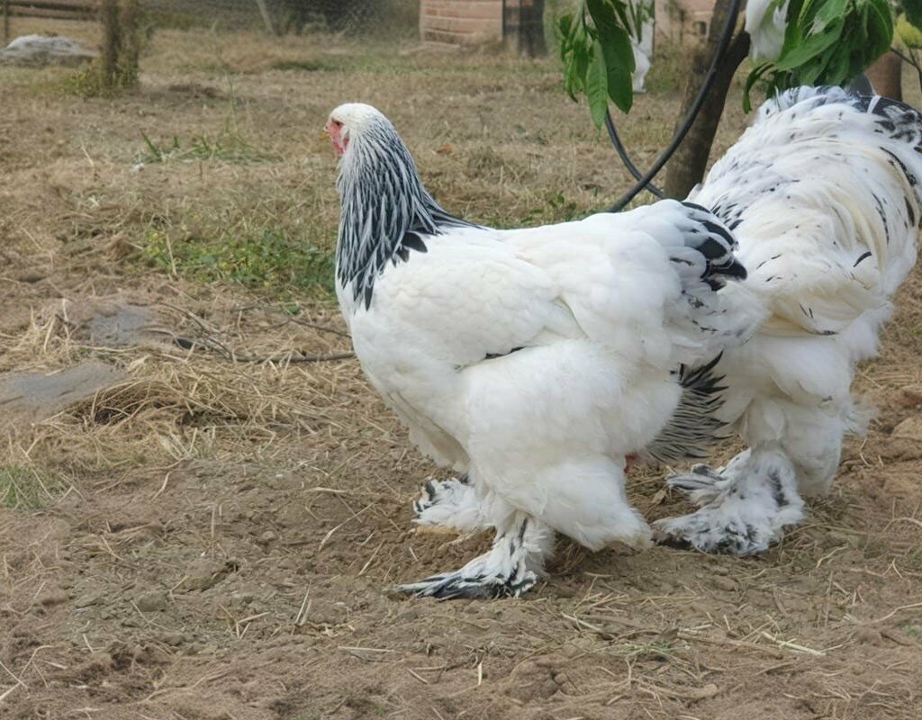 Agricultural enterprise Teos Kaz Çiftliği, Seferihisar, photo
