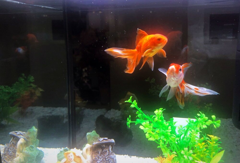 Фото Il Giardino di Adriana Bed and breakfast