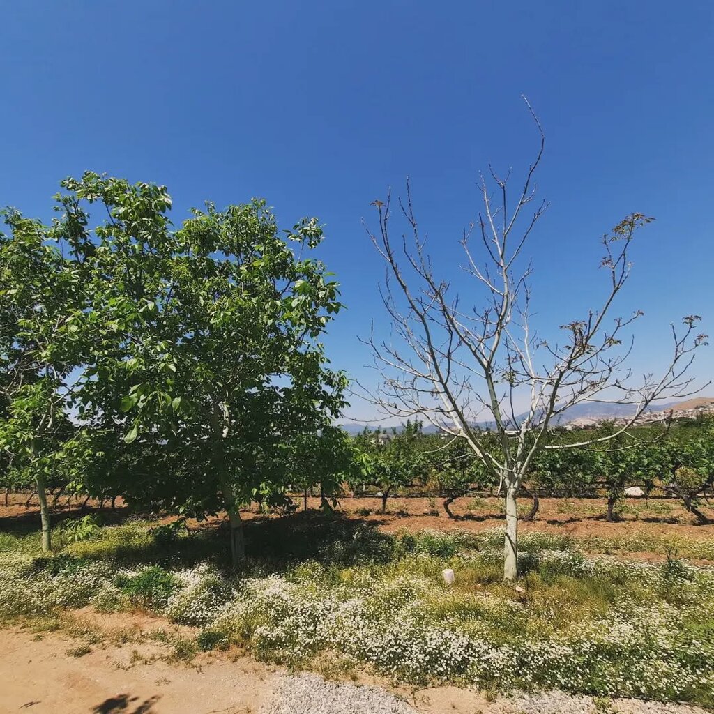 Agricultural goods Iksir Garden Ephesus - Selcuk, Selcuk, photo