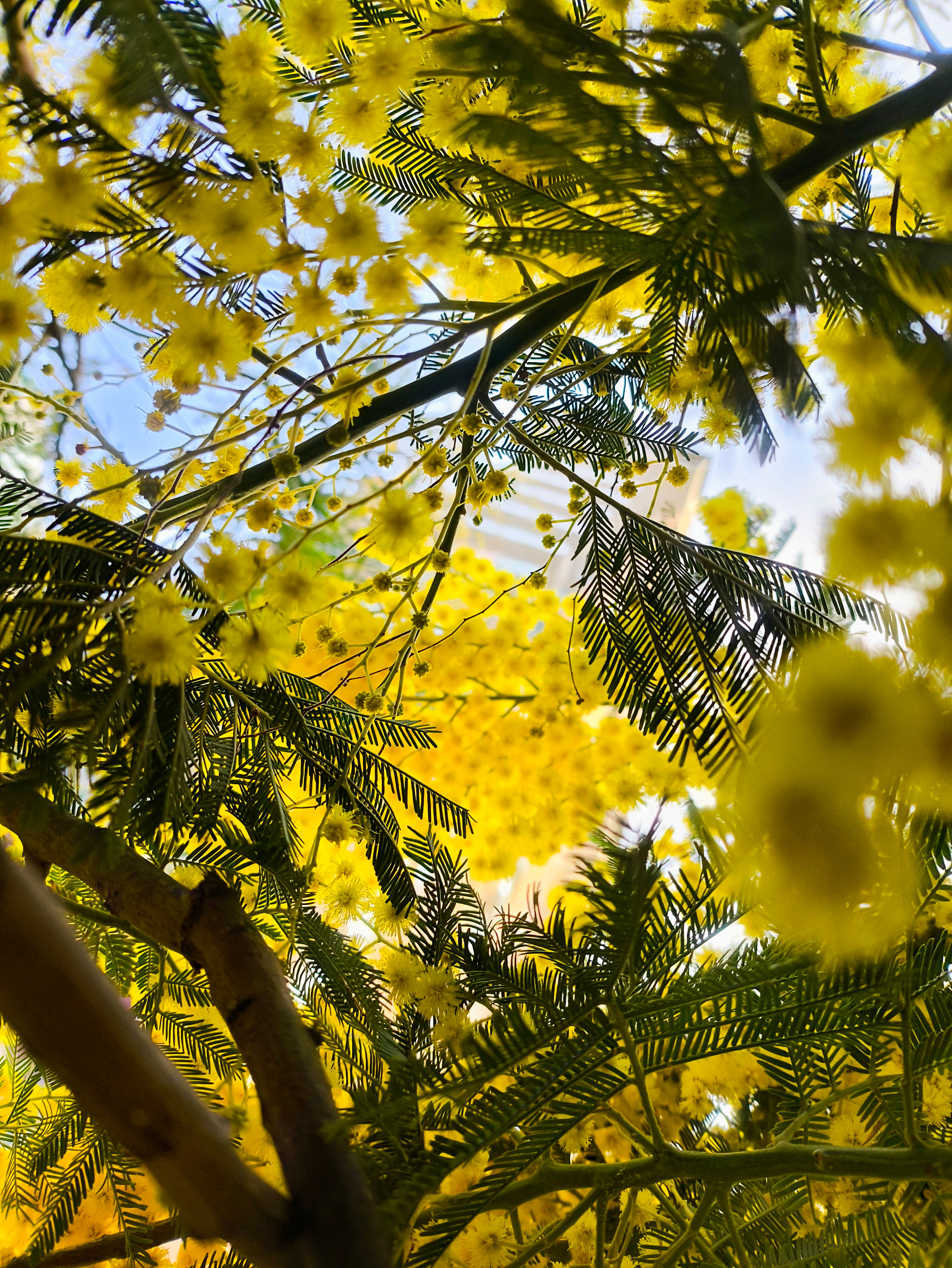 Фото Astra Giardini Relax