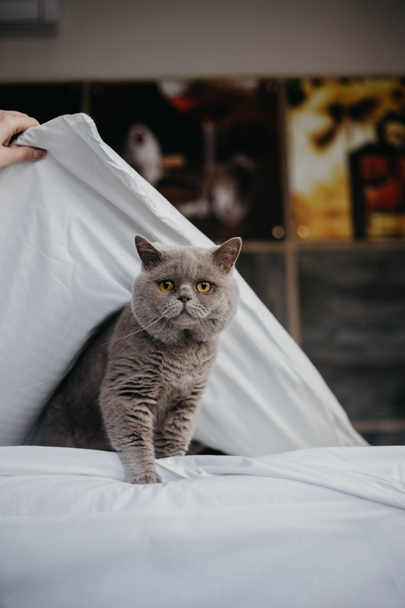 Фото Customs House